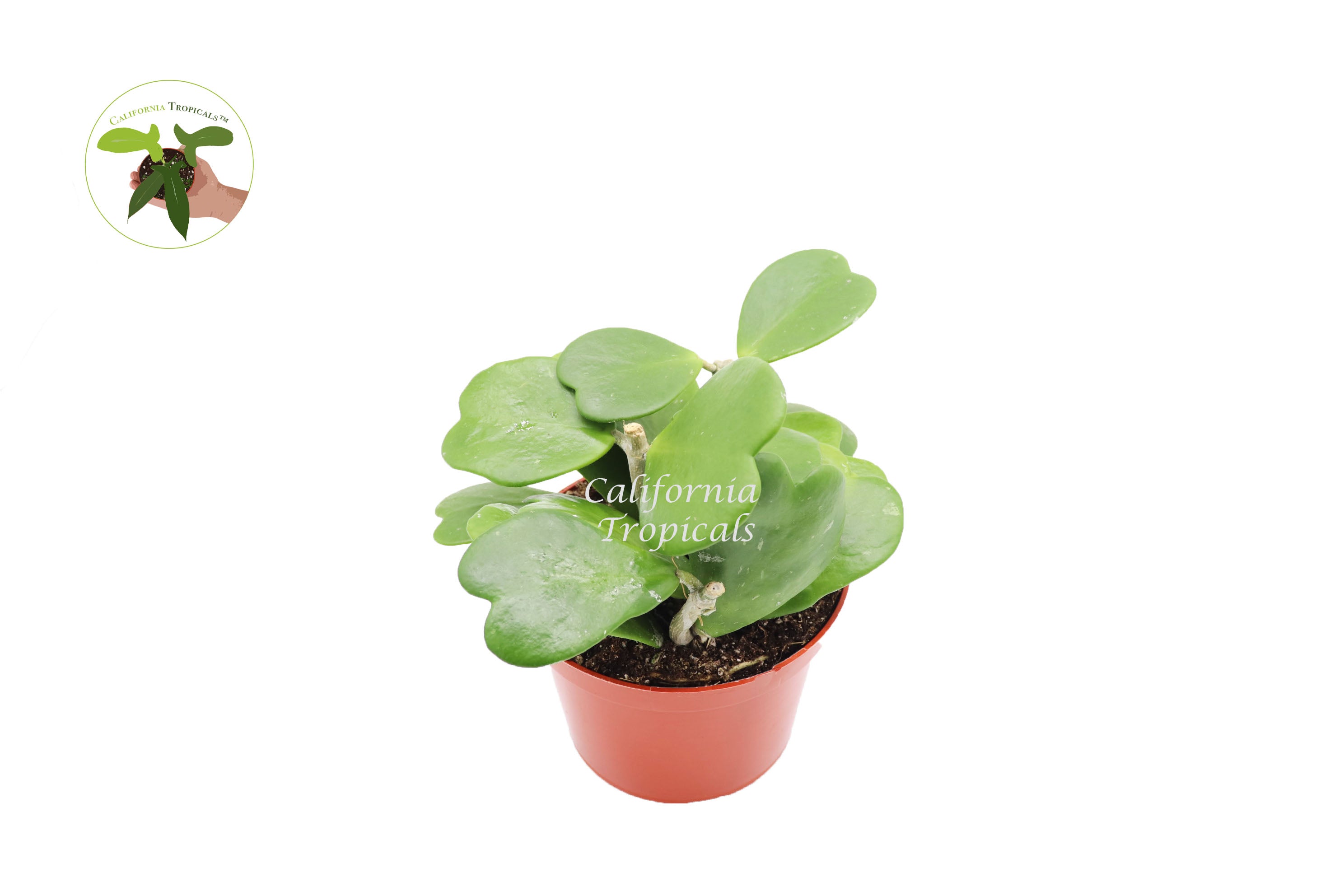 California Tropicals CaliforniaTropicals Hoya Kerrii NonVariegated 6 Potted Indoor Plant