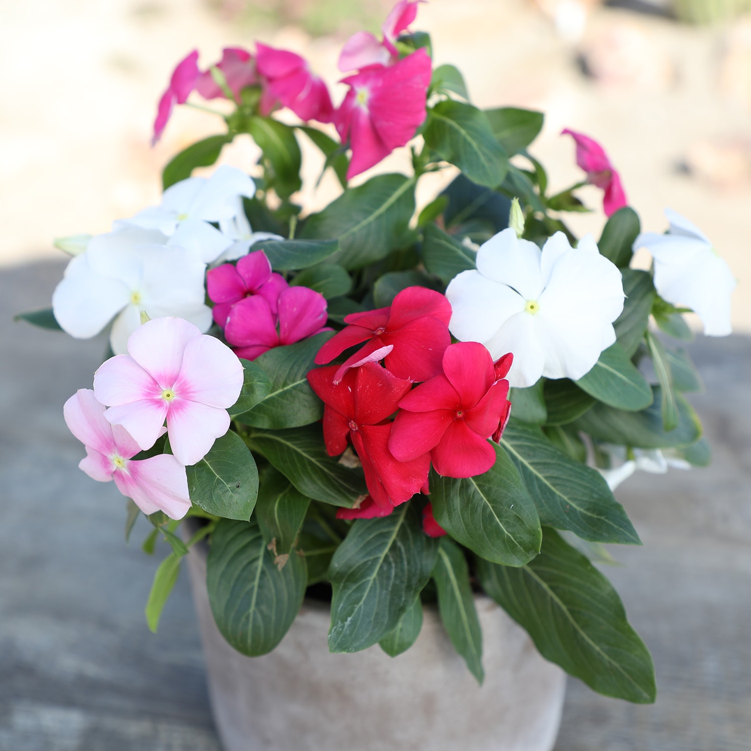 Altman Plants 0881450 annuals - View #5