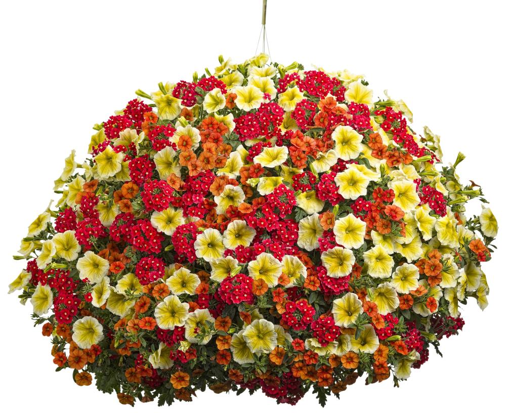 Proven Winners 32263 Multicolor Combo in 3-Gallons Hanging Basket