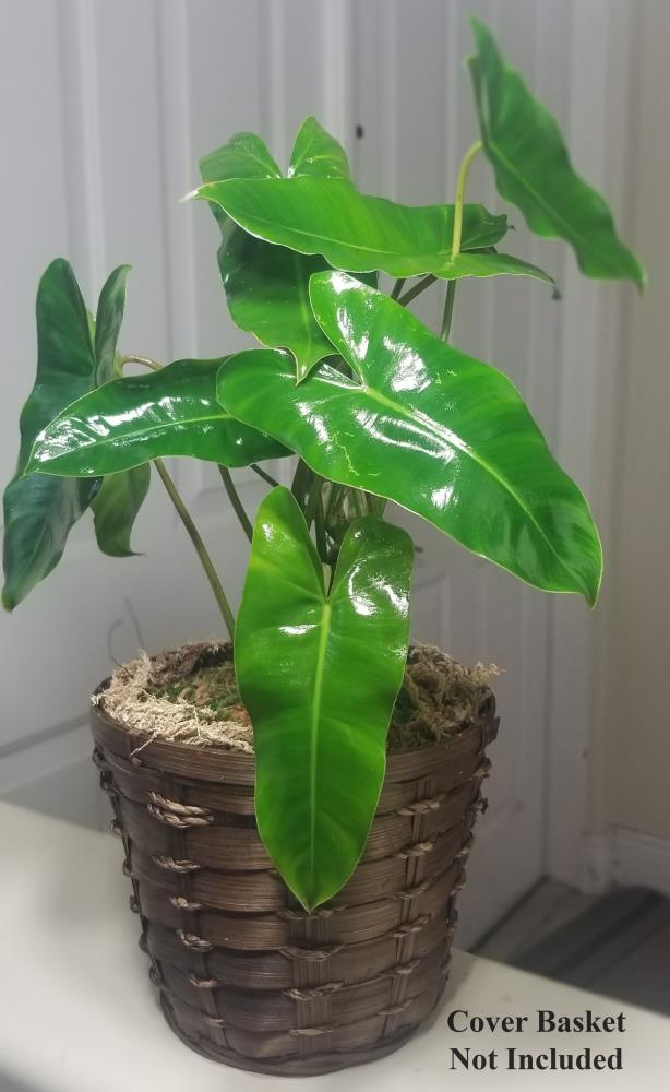 Burle Marx Philodendron House Plant in 6-in Pot
