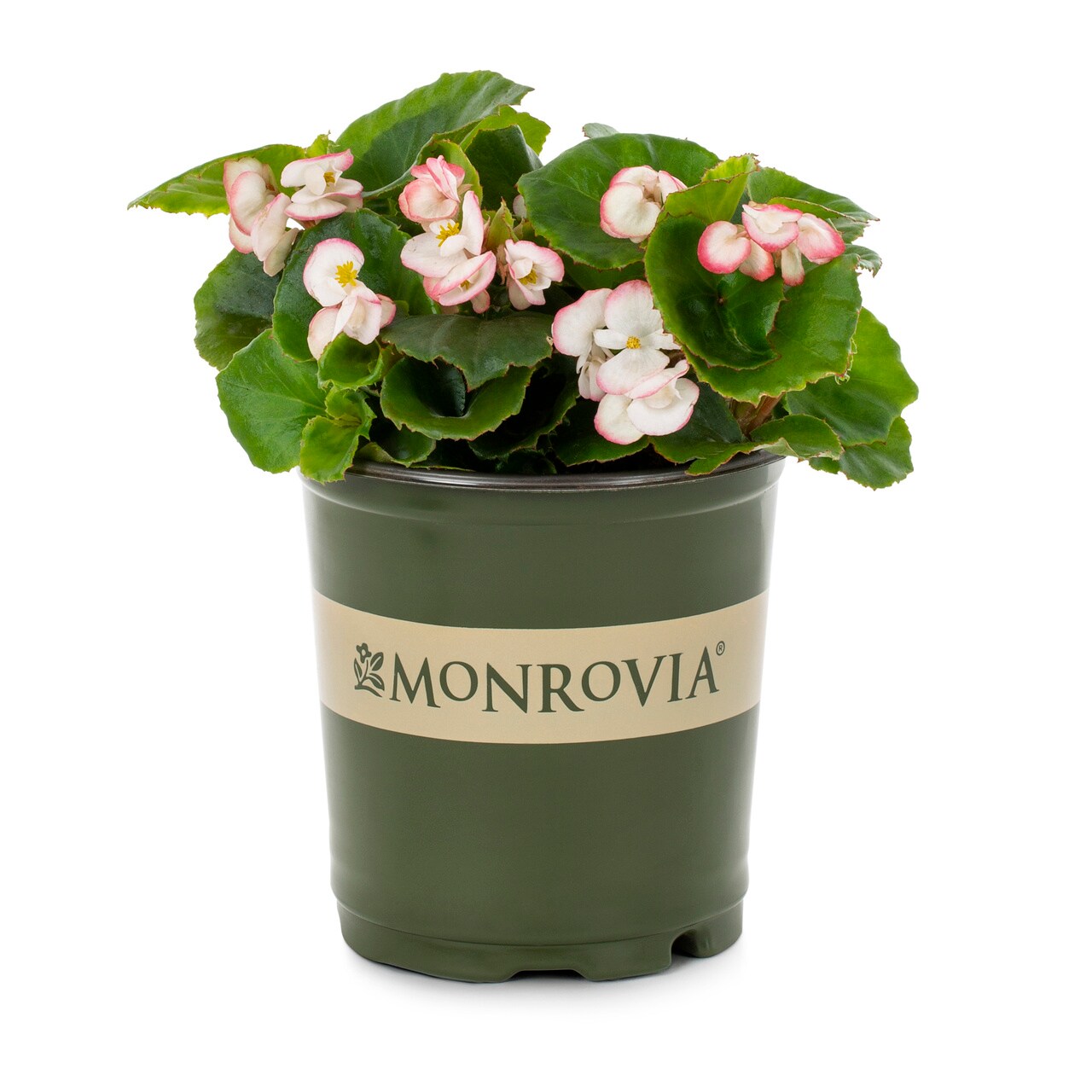 Monrovia 4986 annuals - View #5