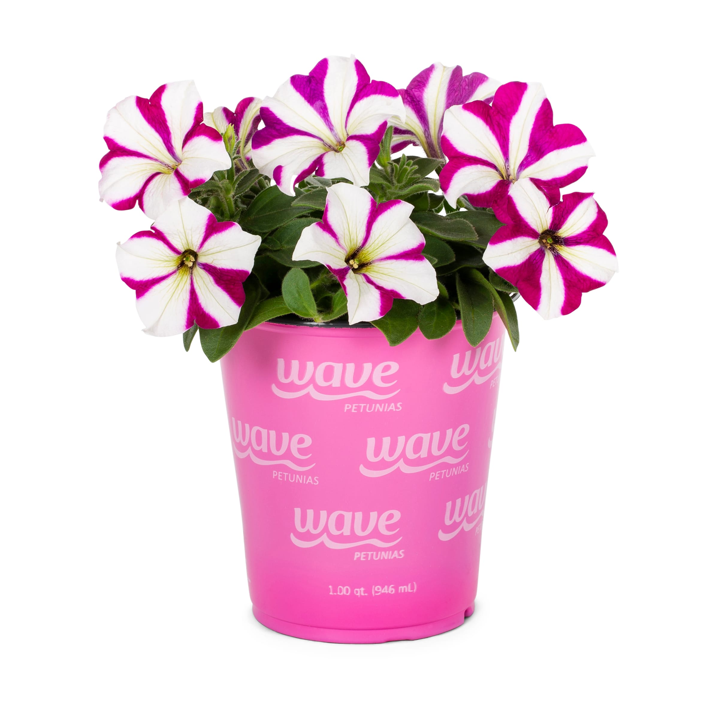 Lowe's NURSERY annuals - View #5