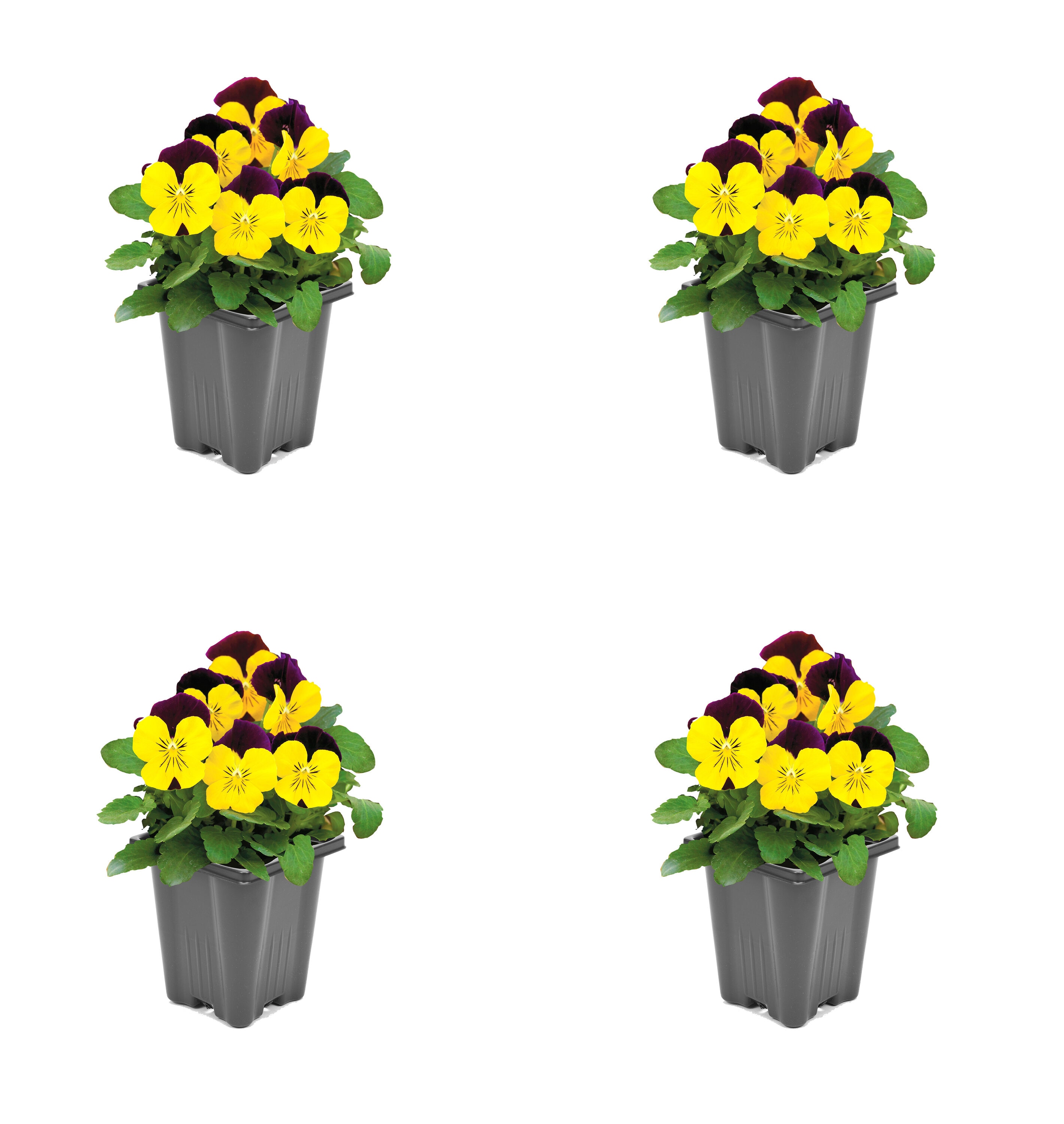  1824 Multicolor Viola in 4 -Pack Pot 4 -Pack