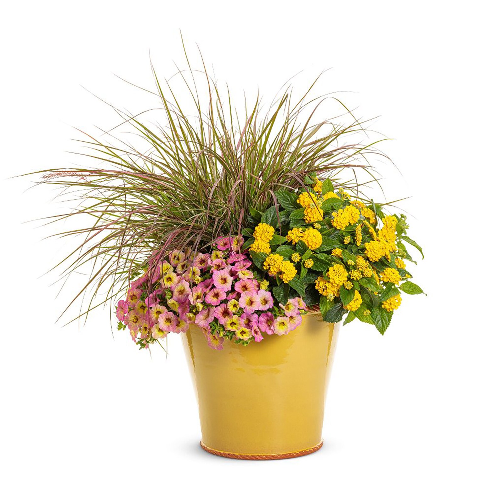 Proven Winners BELPRW7207504 annuals - View #3