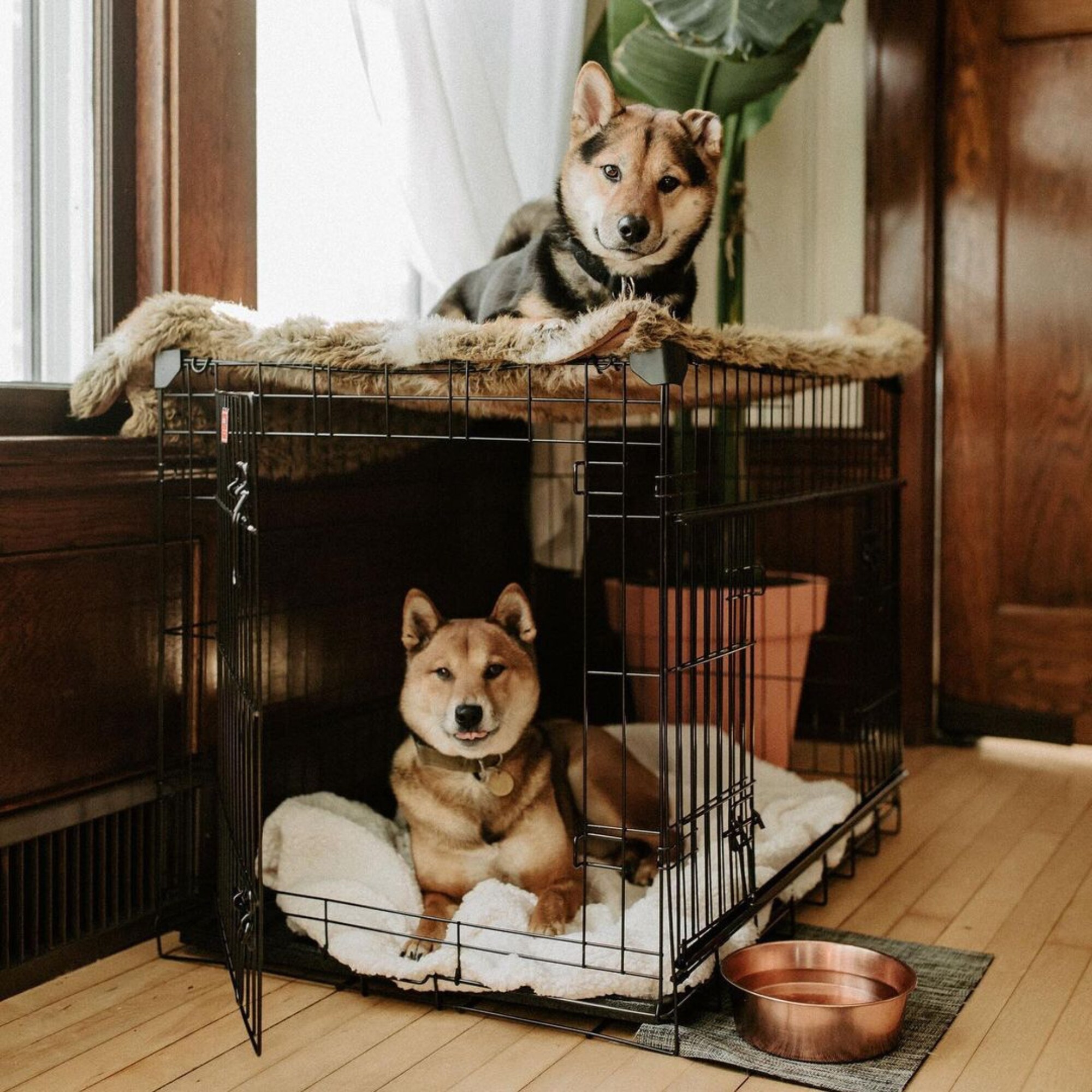 Lucky Dog ZW 51530 Pet-Crates-Carriers - View #11
