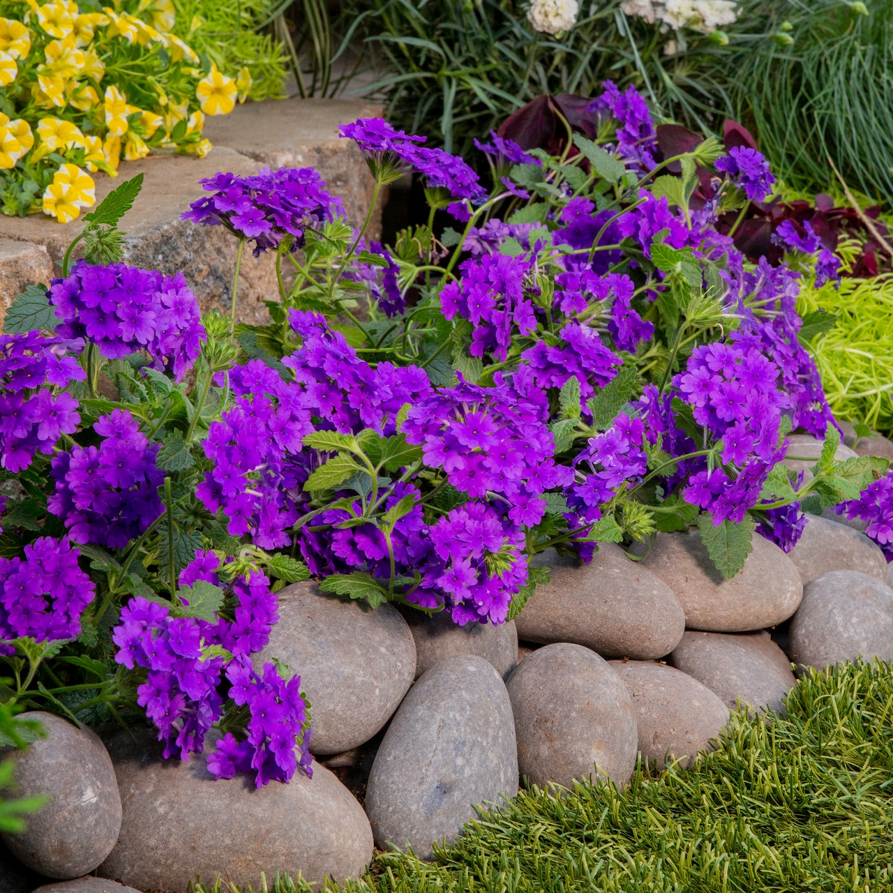 Proven Winners Blue Verbena in 1.5-Pint Pot 5-Pack in the Annuals ...