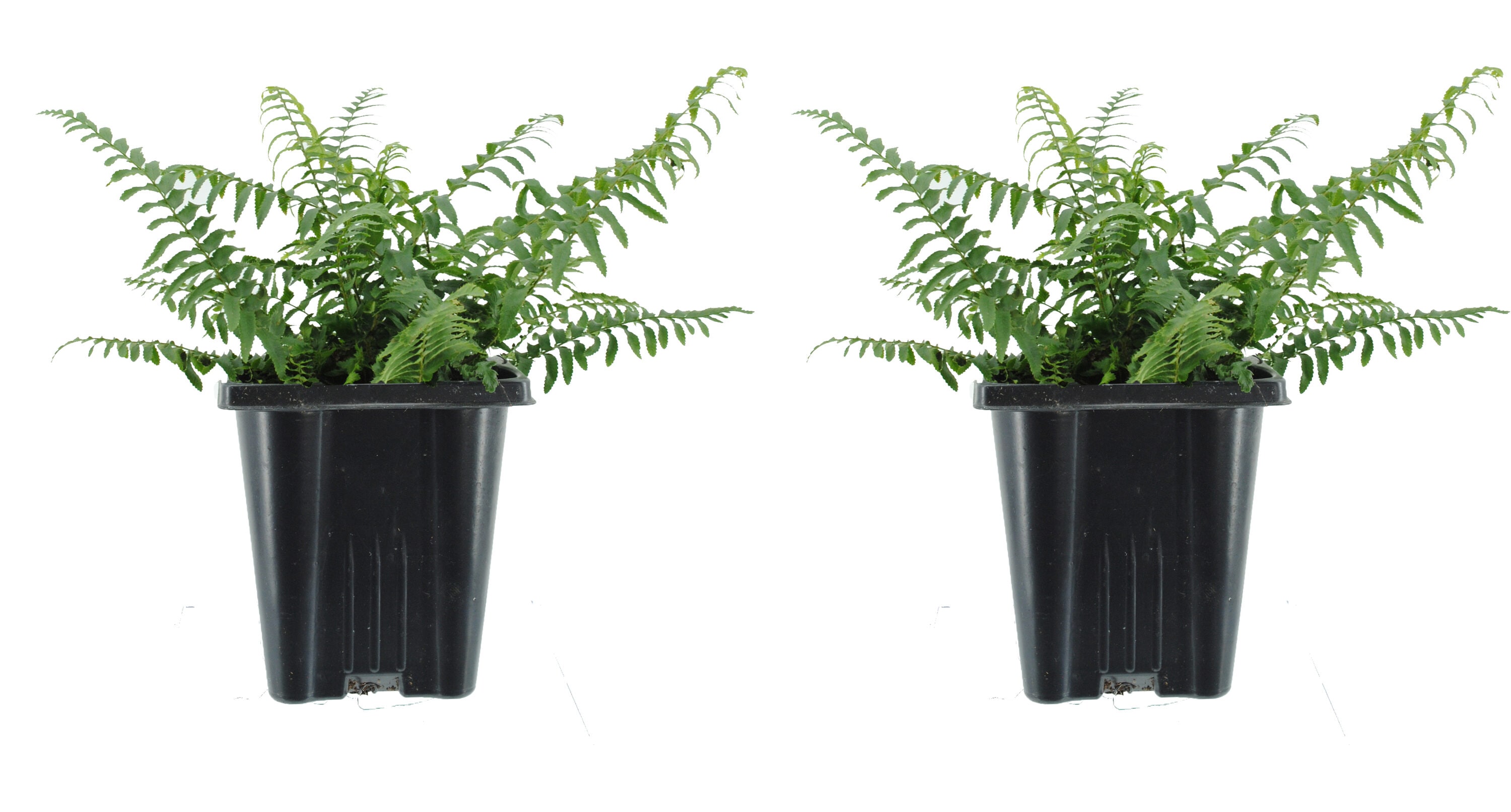 InBloom Tree Fern Garland