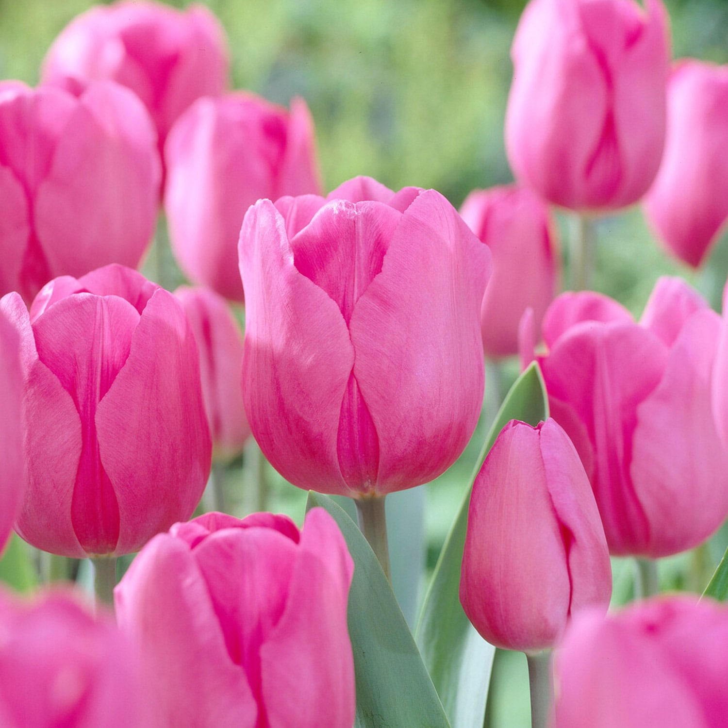 Garden State Bulb ECF-55-50-02 Pink Don Quichotte Triumph Tulip Bulbs 50 Count