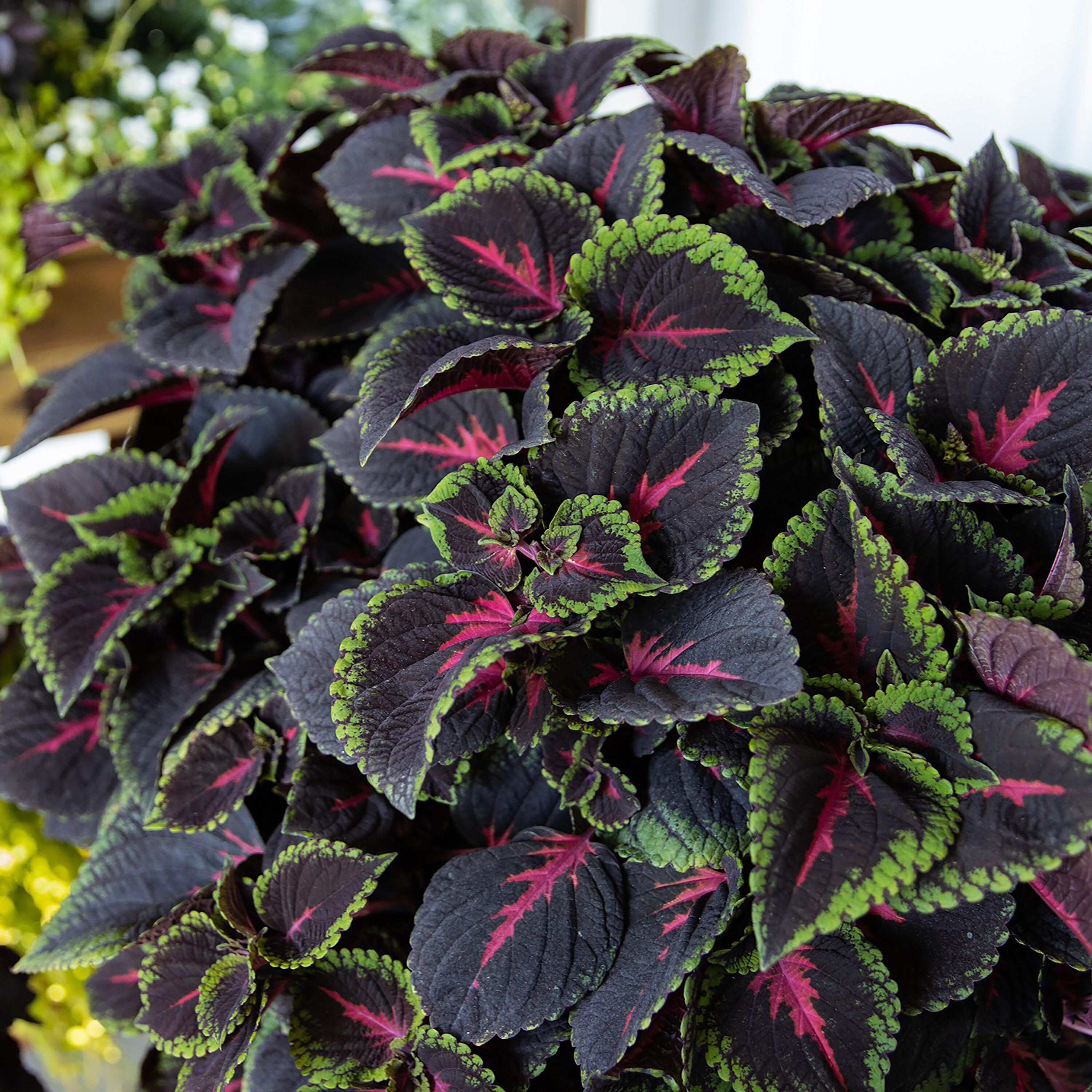 Proven Winners COLPRW1417504 ColorBlaze Torchlight Coleus in 4.25-in Pot 4-Pack - Green-Fuchsia-Maroon Multicolor Foliage, Deer-Resistant