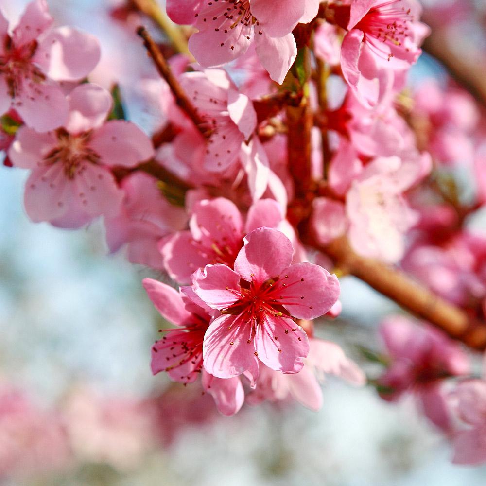 Brighter Blooms 10988 Fruit-Plants - View #3