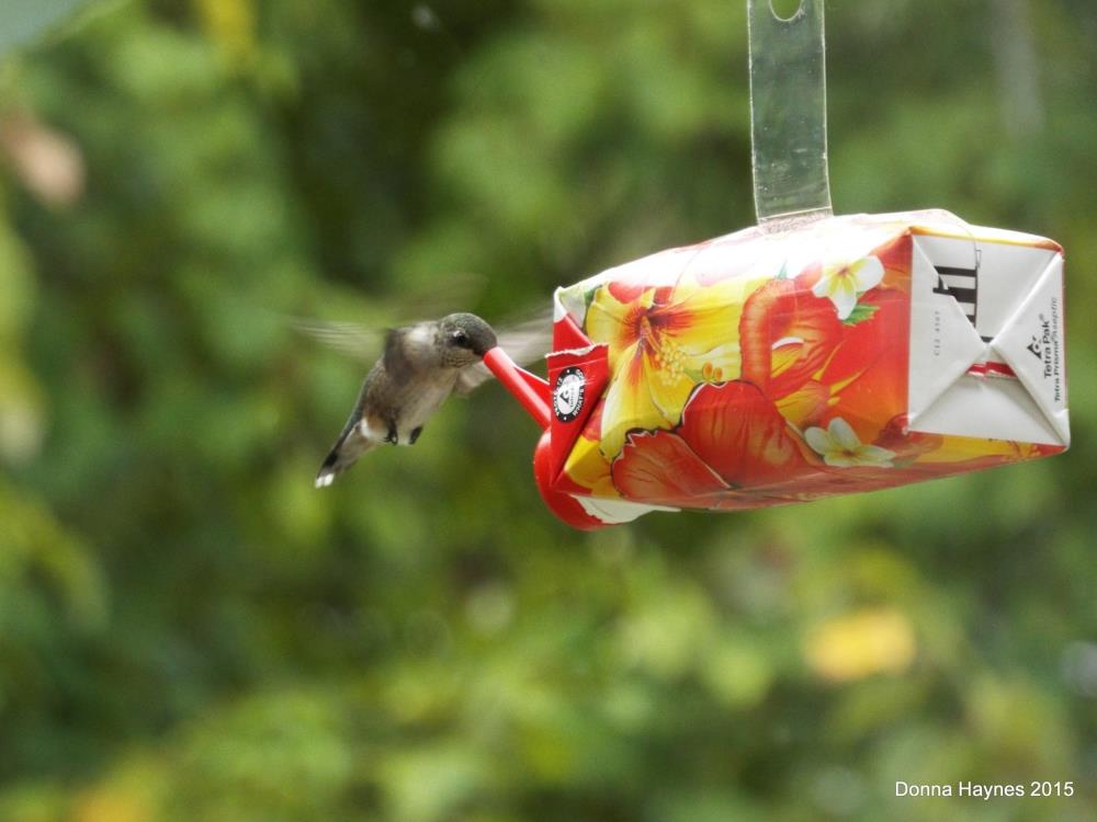 disposable hummingbird feeder