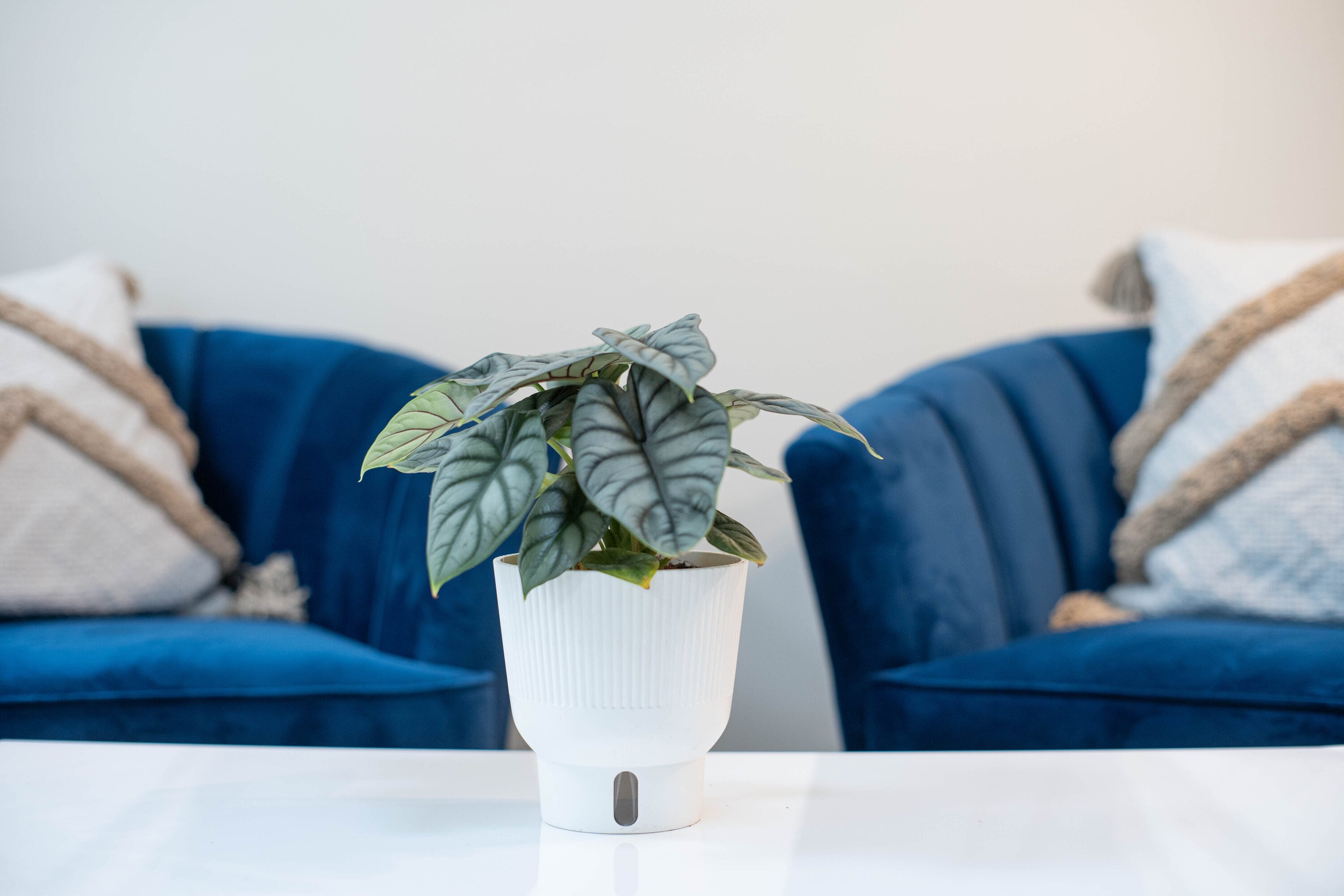 Costa Farms 4883455 hseplants - View #5