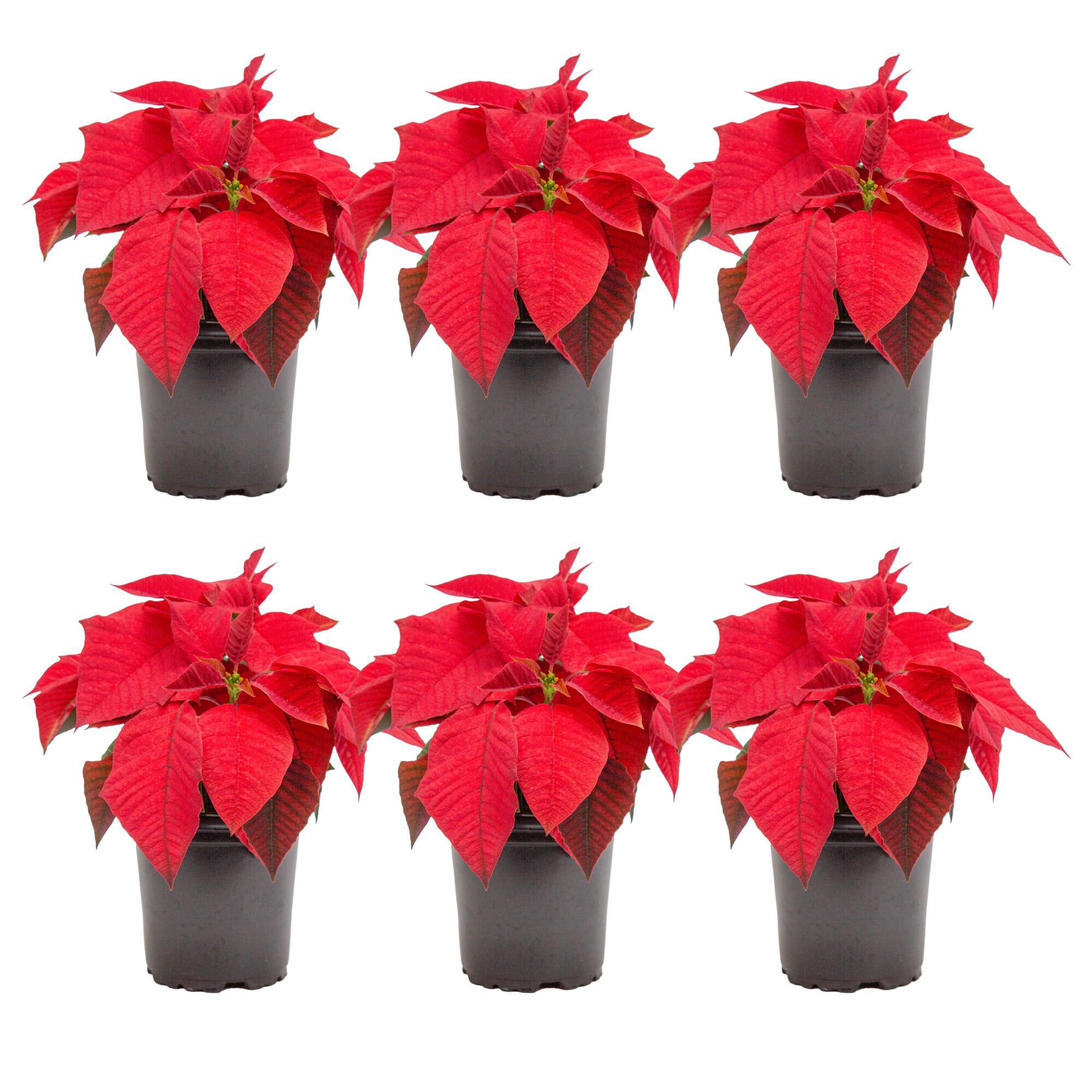 Costa Farms 1 Pint Poinsettia Pot 6 -Pack