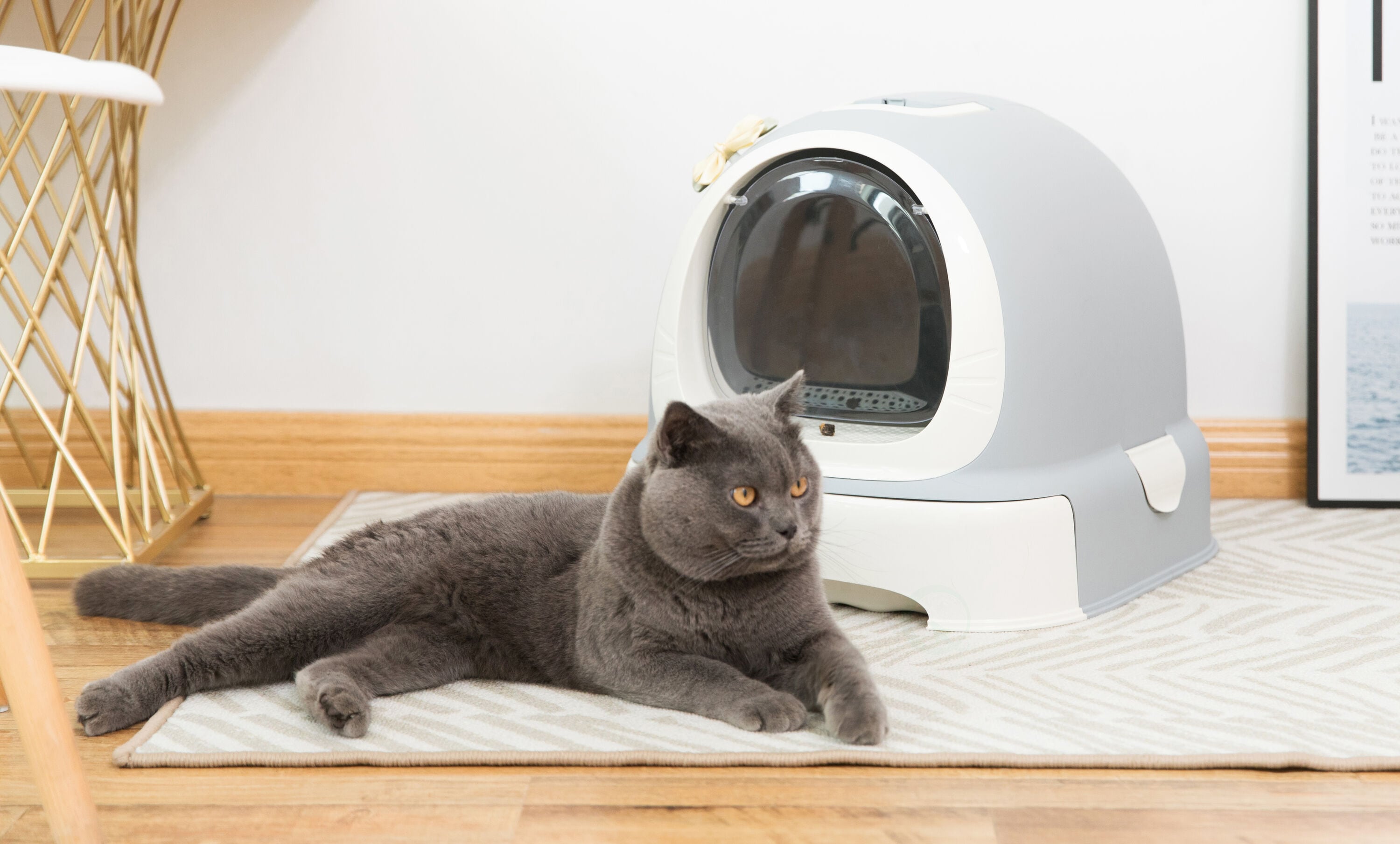 PawsMark QI003672 Cat-Litter-Box - View #2