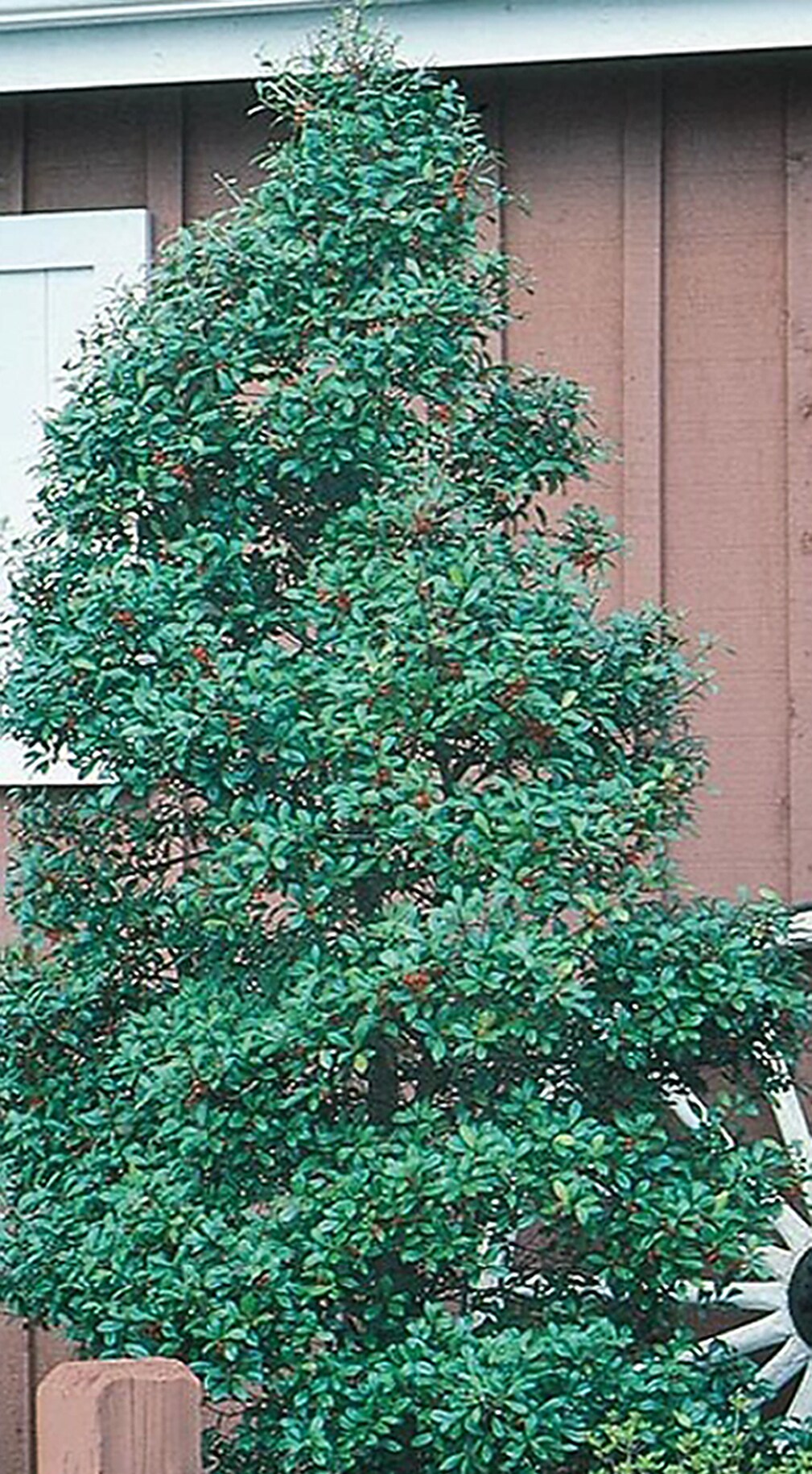 Lowe's NURSERY Foster Holly Feature Shrub in 10.25 -Gallon Pot with Green Blooms