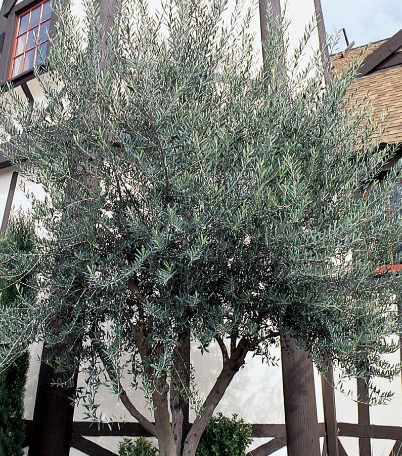 National Plant Network 1-Gallon White Fruit Olive Tree In Pot (With Soil)  in the Trees department at