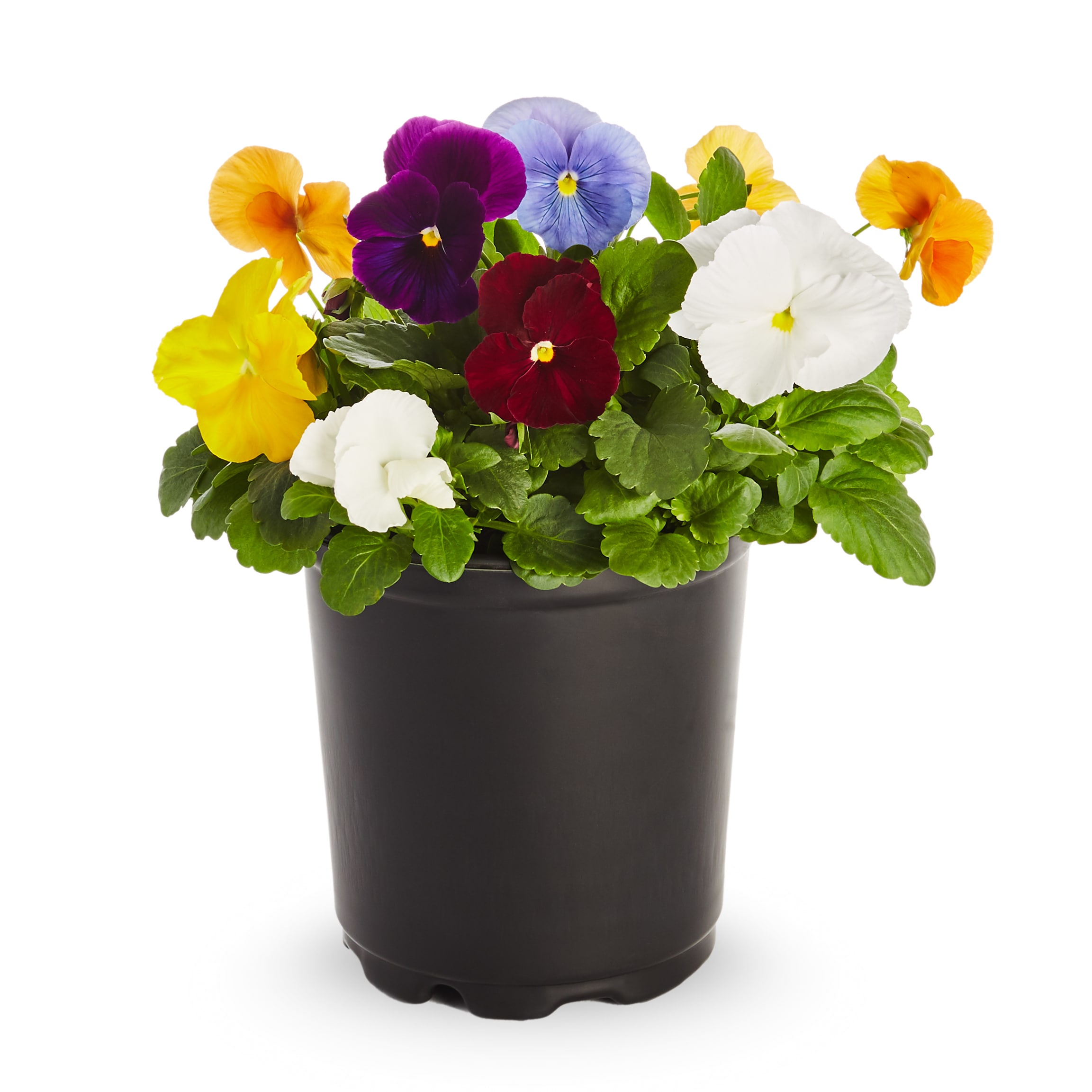 Lowe's Multicolor Pansy in 1-Pint Pot in the Annuals department at ...