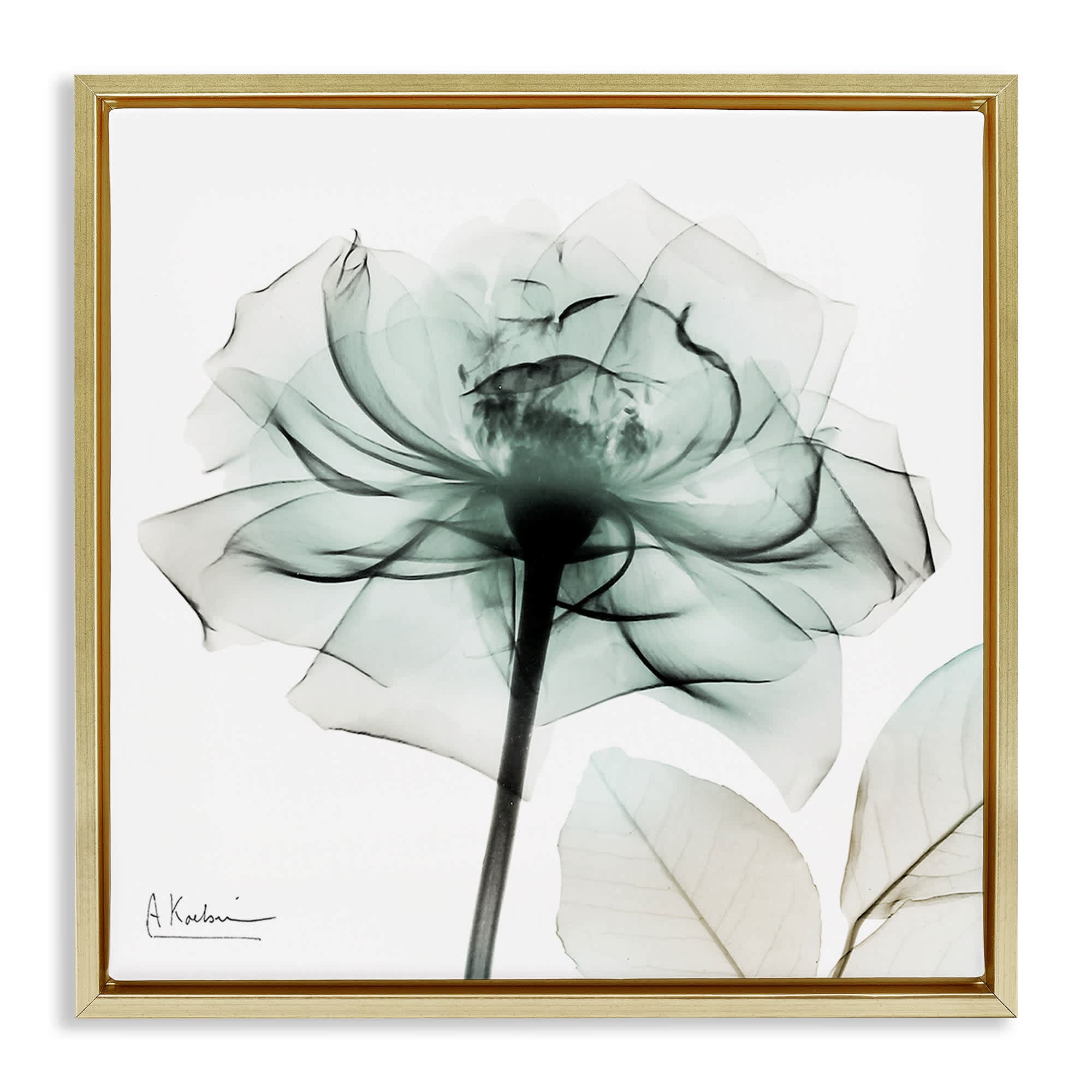 Stupell Industries BS-022-FFG-24X24 Transparent Flower Blossom Gold Framed Floater Canvas Wall Art By Albert Koetsier 25 x 25