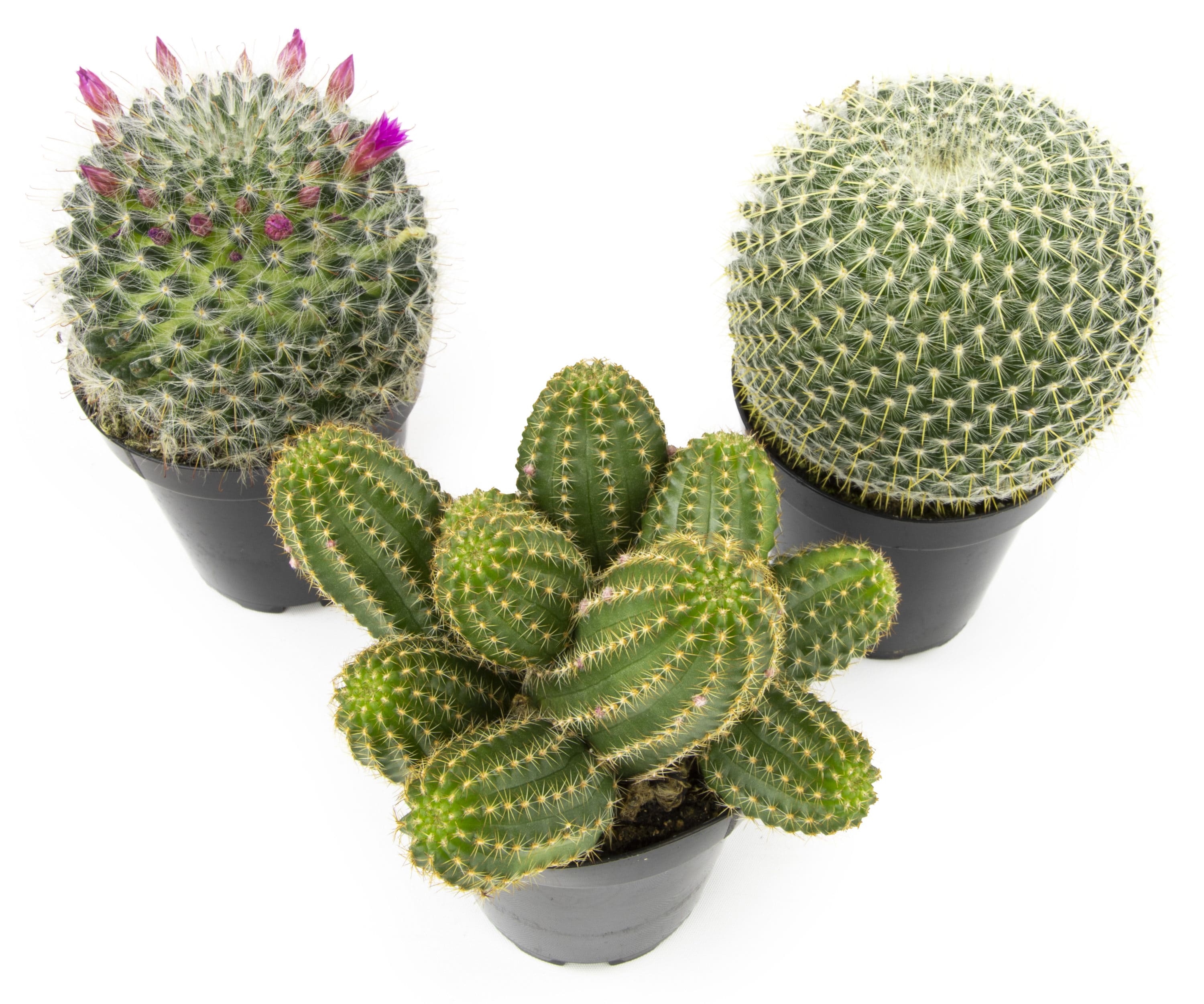 democratische Partij het internet Attent Altman Plants 3-Pack Cactus in 11-oz Pot in the Succulents department at  Lowes.com