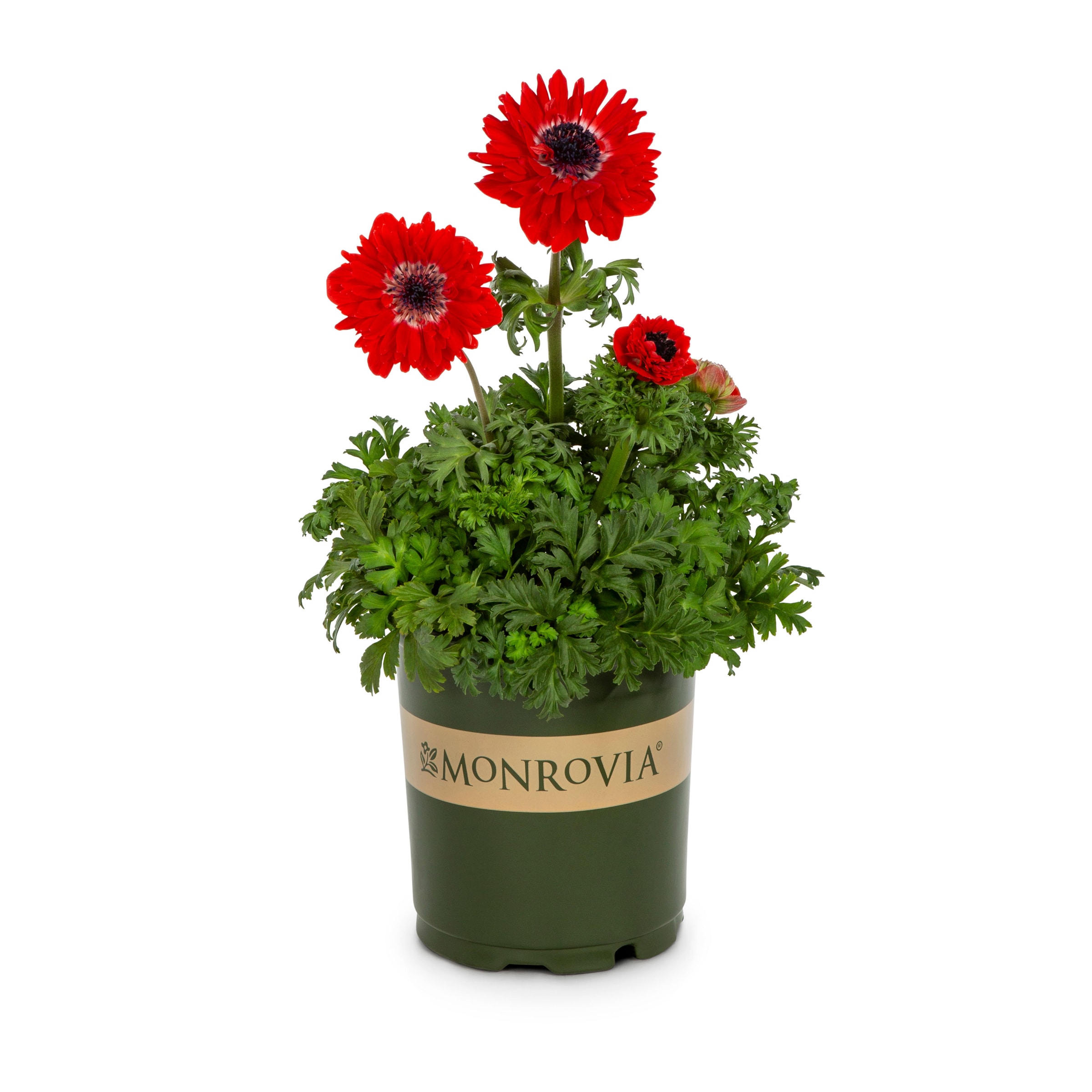 Monrovia 78635 perennials - View #4