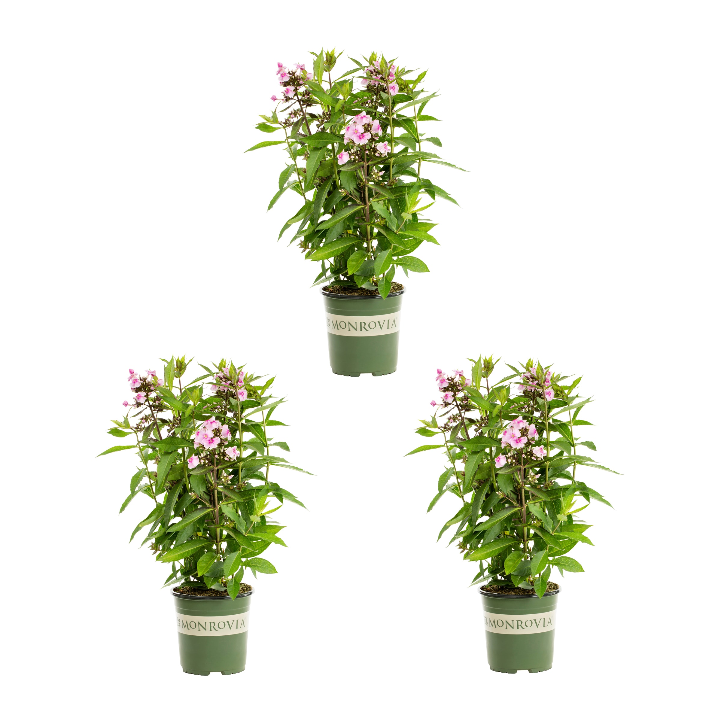 Monrovia 5006 Pink Phlox Plant in 2 -Quart Pot 3.0 -Pack
