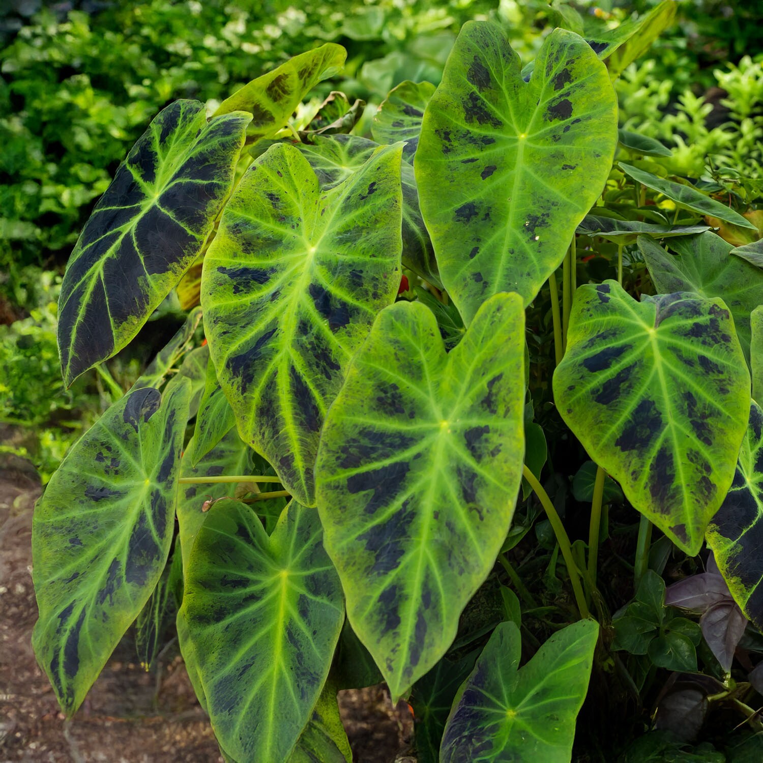 Garden State Bulb ECS-226-01-01 Multicolor Colocasia Illustris Elephant Ear Bulbs 1 Count