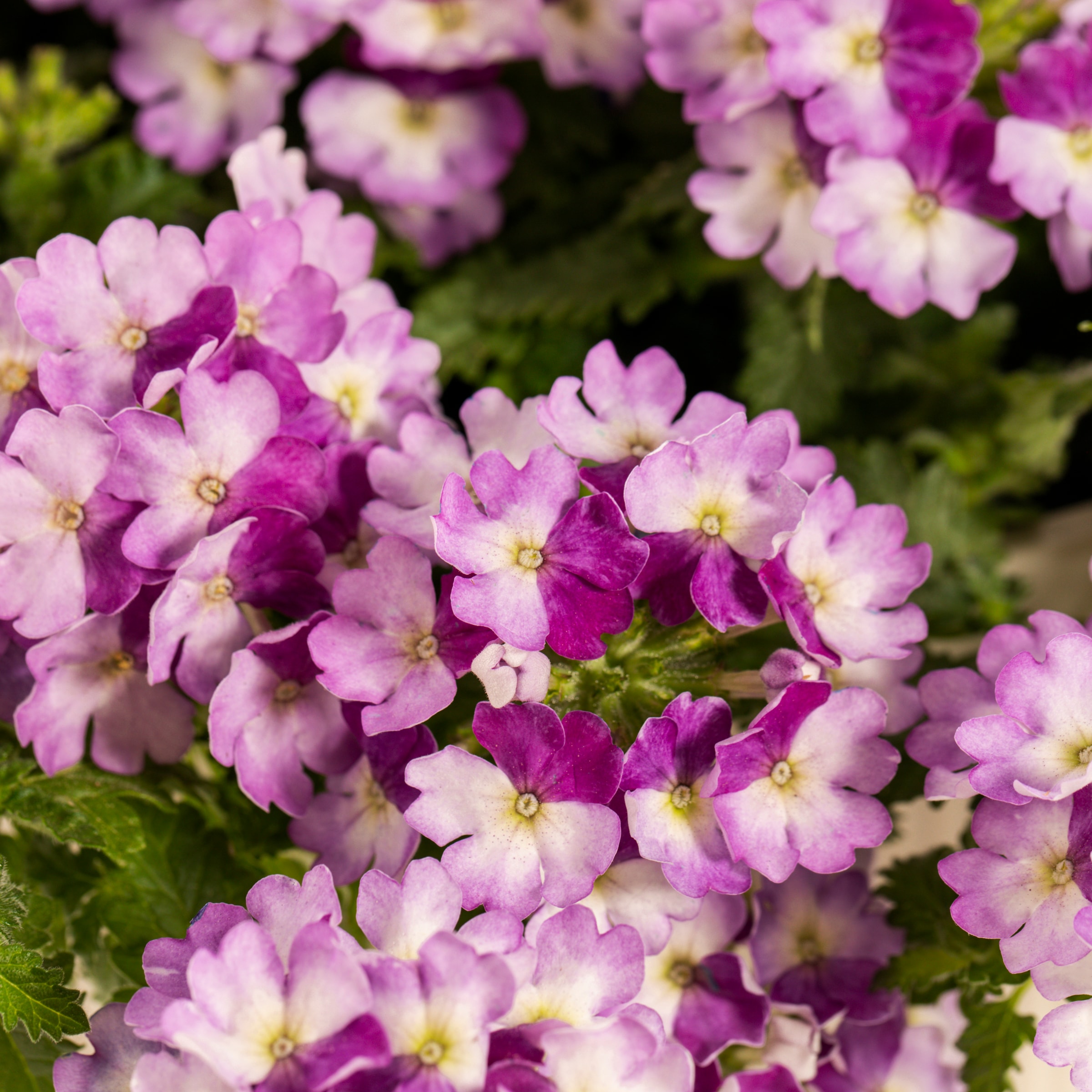 Lowe's Multicolor Verbena in 1.5-Gallon Hanging Basket NURSERY at