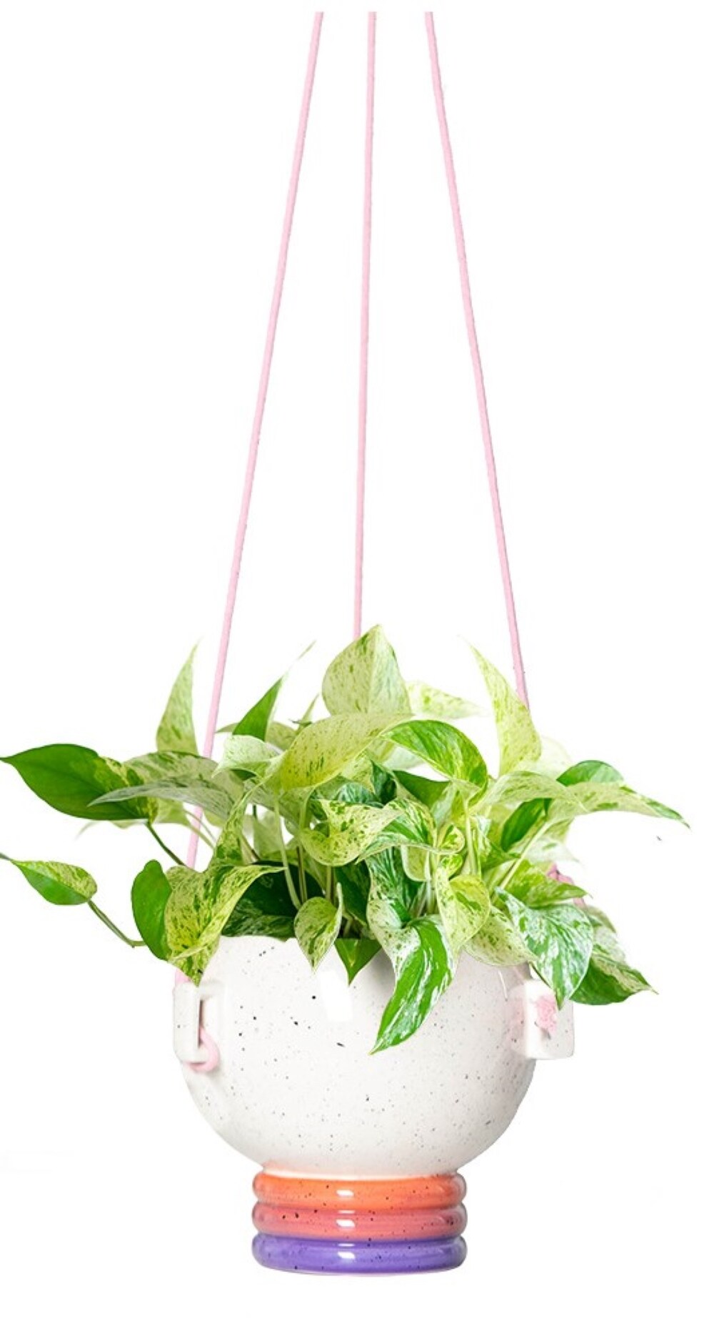 LiveTrends ASB07031 Synesthesia Pink - Marble Queen Pothos House plant in 6 Inch(es) Hanging basket 1.0 -Pack