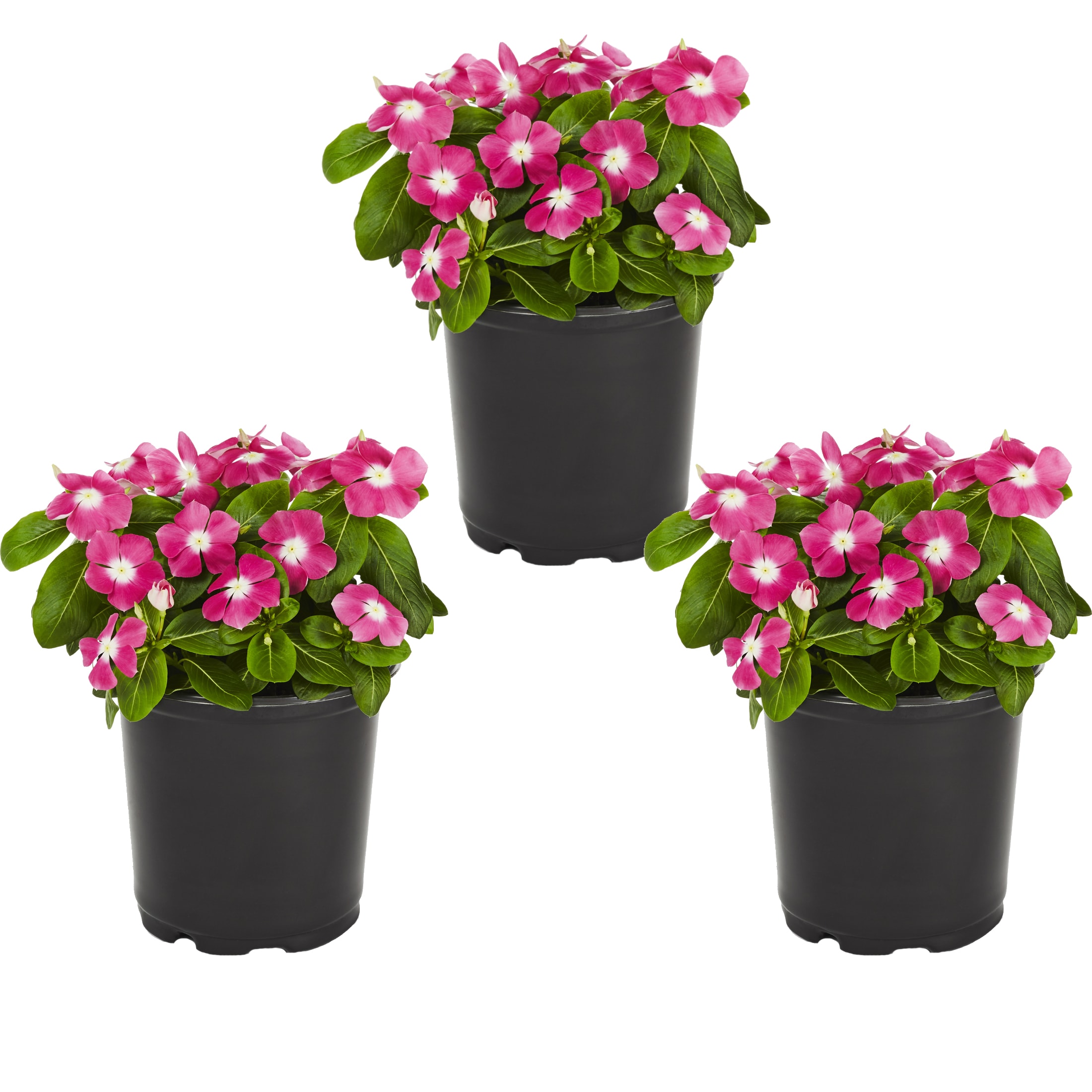 Metrolina Greenhouses Multicolor Vinca in 2.5-Quart Pot 3-Pack in the ...