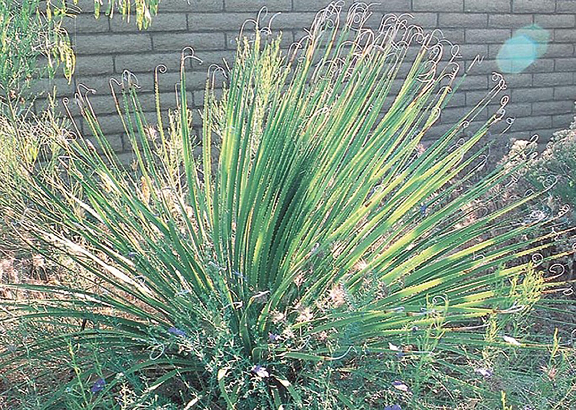 White Desert Spoon Accent Shrub In Pot With Soil L4025 In The Shrubs Department At Lowes Com