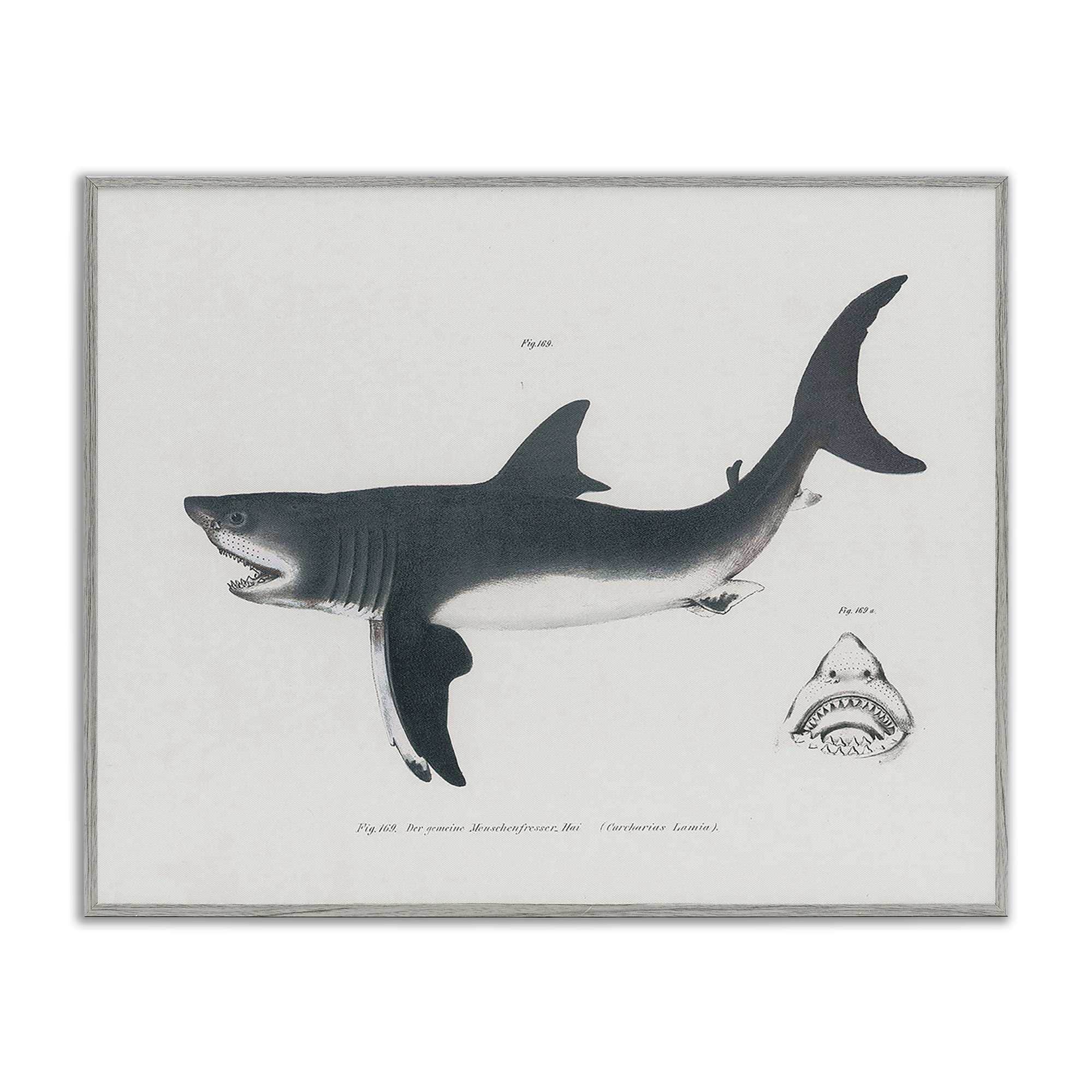 Stupell Industries BT-457-GFF-11X14 Detailed Shark Diagram Gray Framed Giclee Art By Phillipa Katz 14 x 11