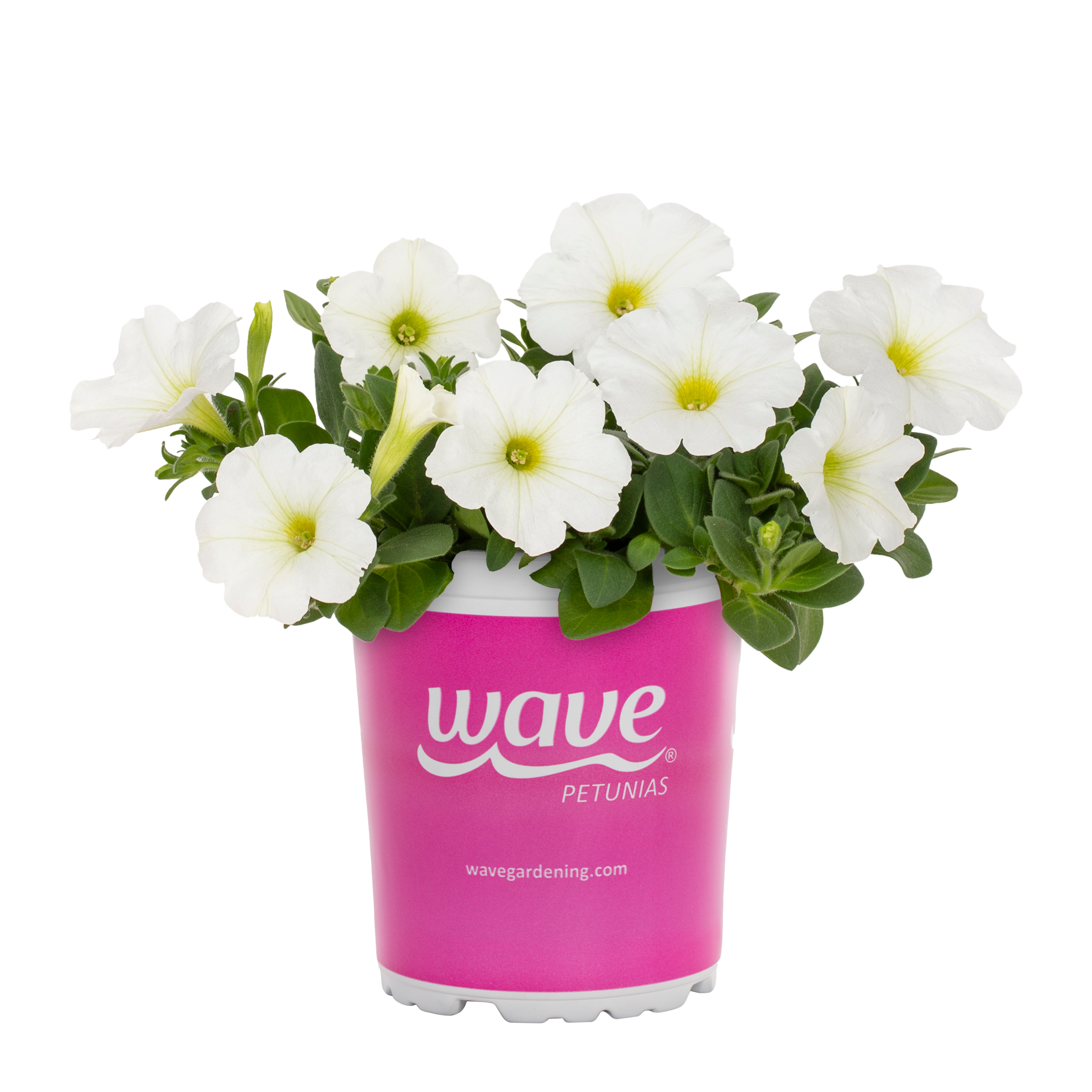 Wave 4693 annuals - View #5