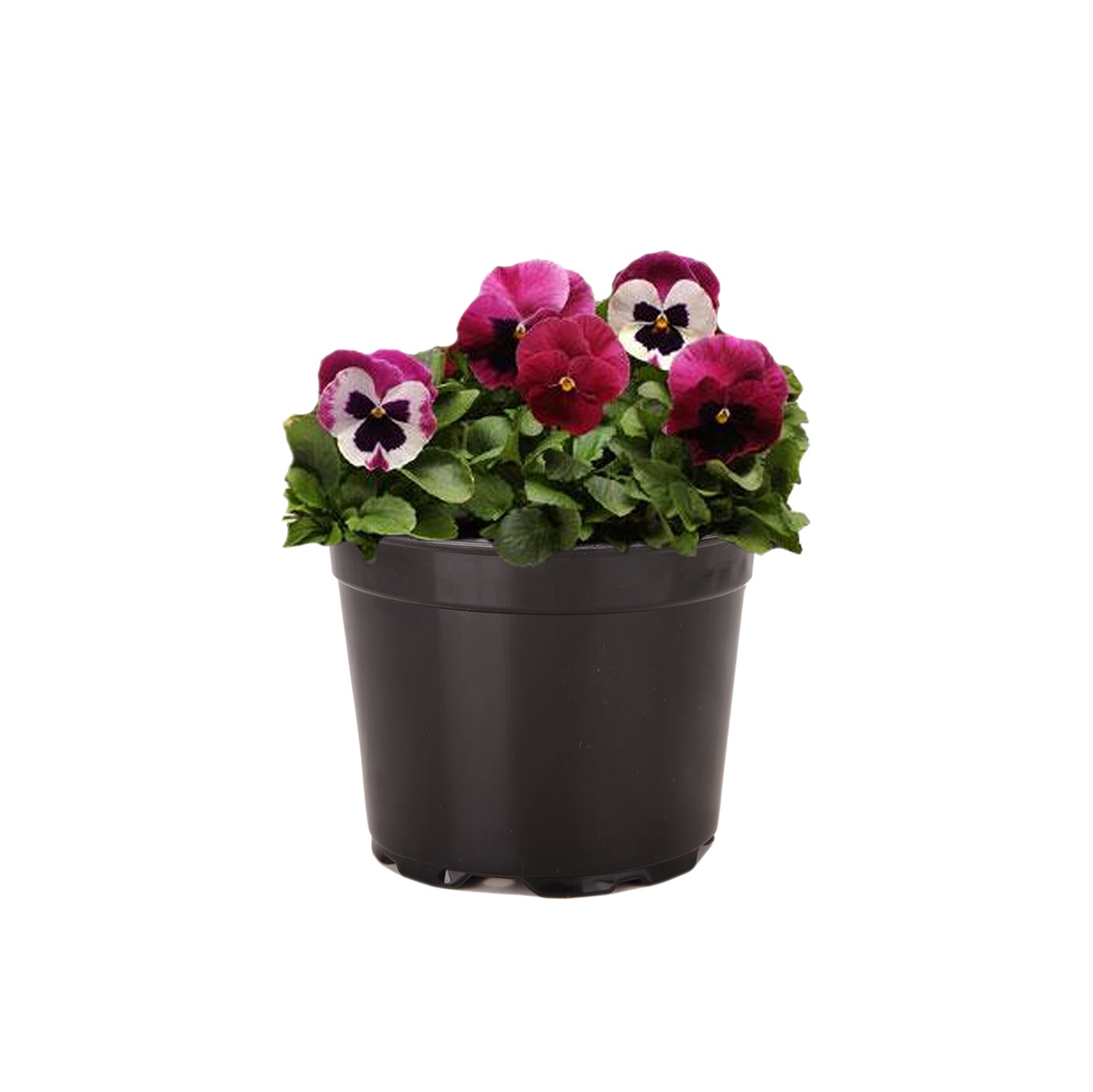 Lowe's NURSERY Multicolor Pansy in 3-Quart Pot