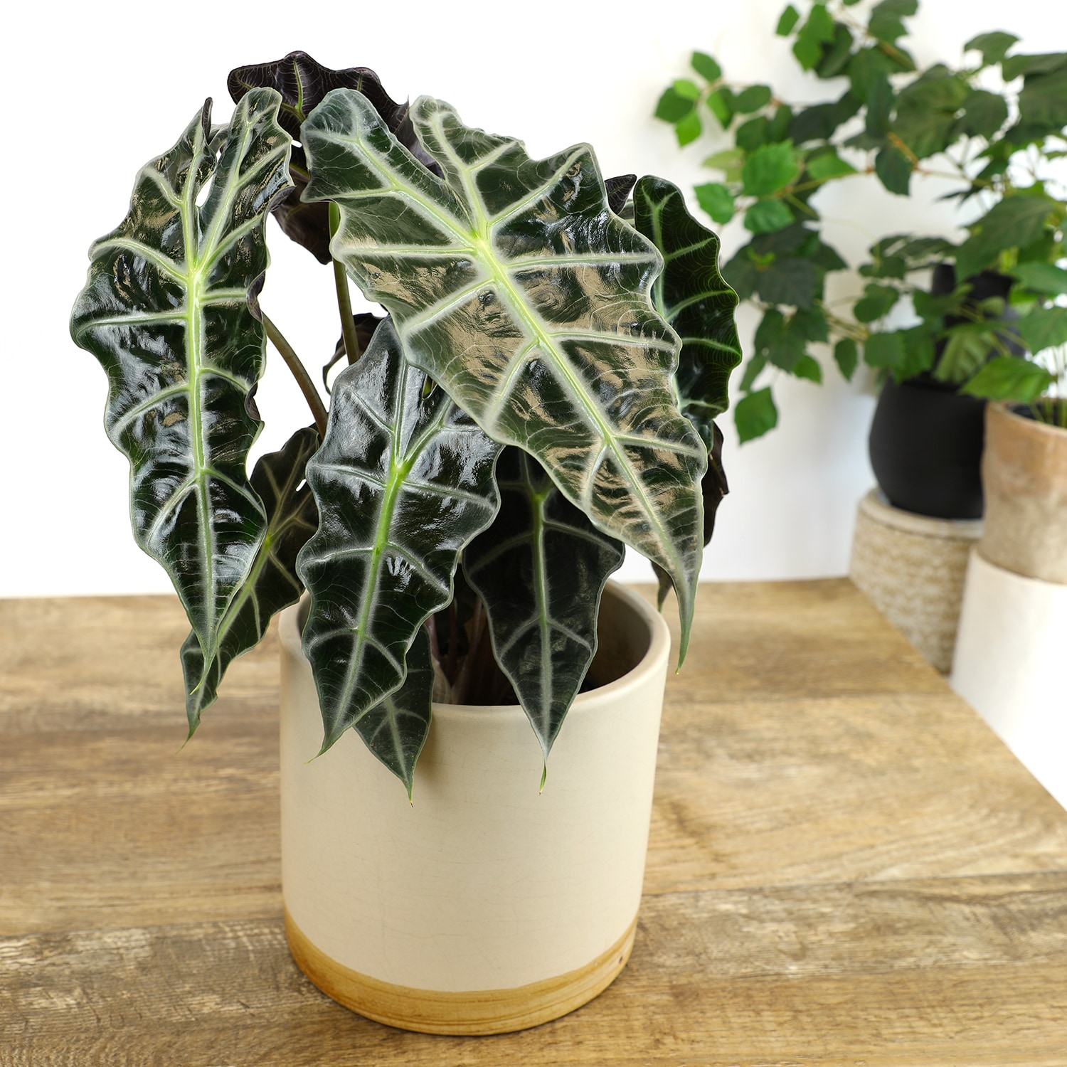 Altman Plants 0872662 hseplants - View #3
