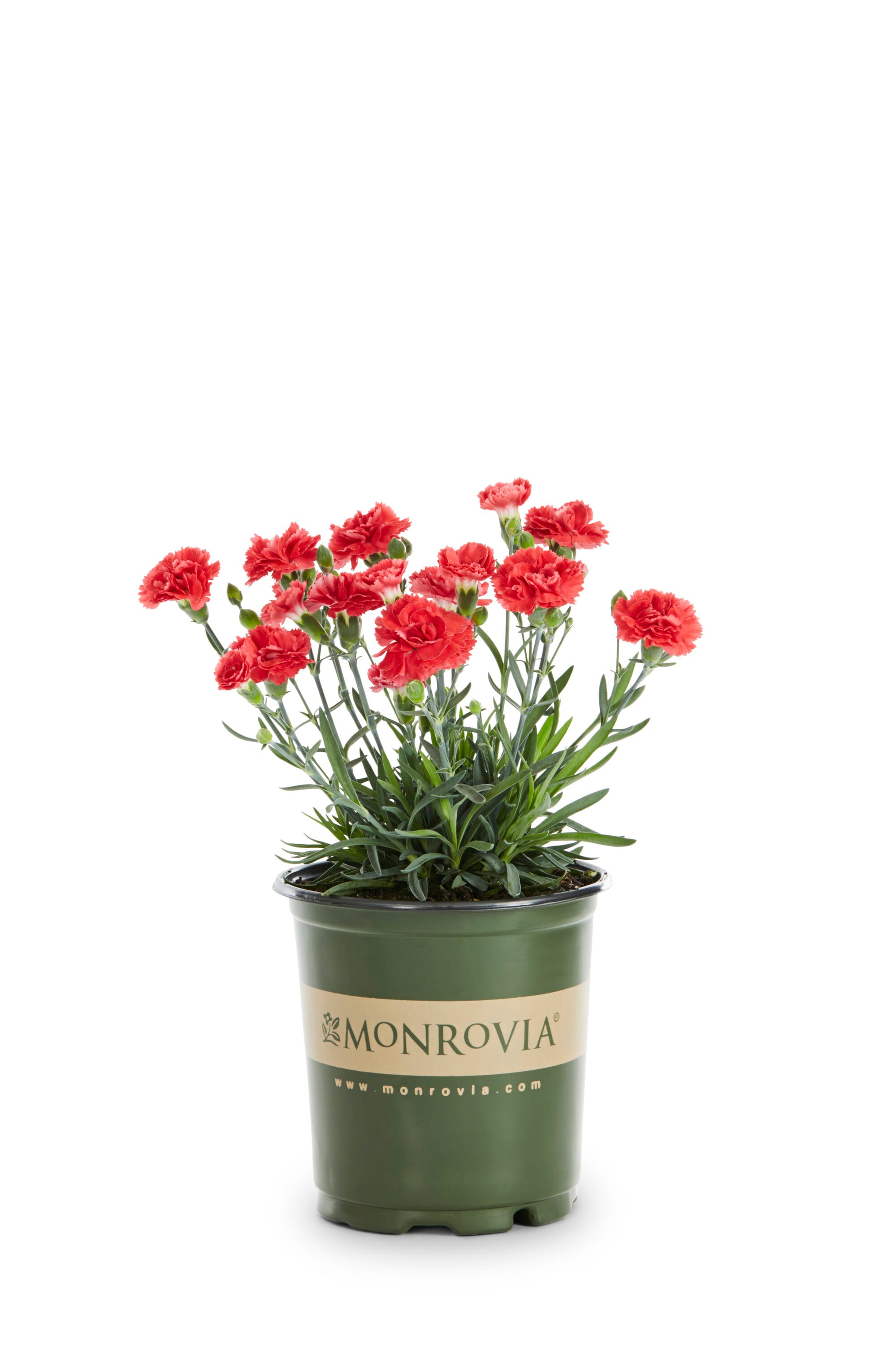 Monrovia 78502 perennials - View #5