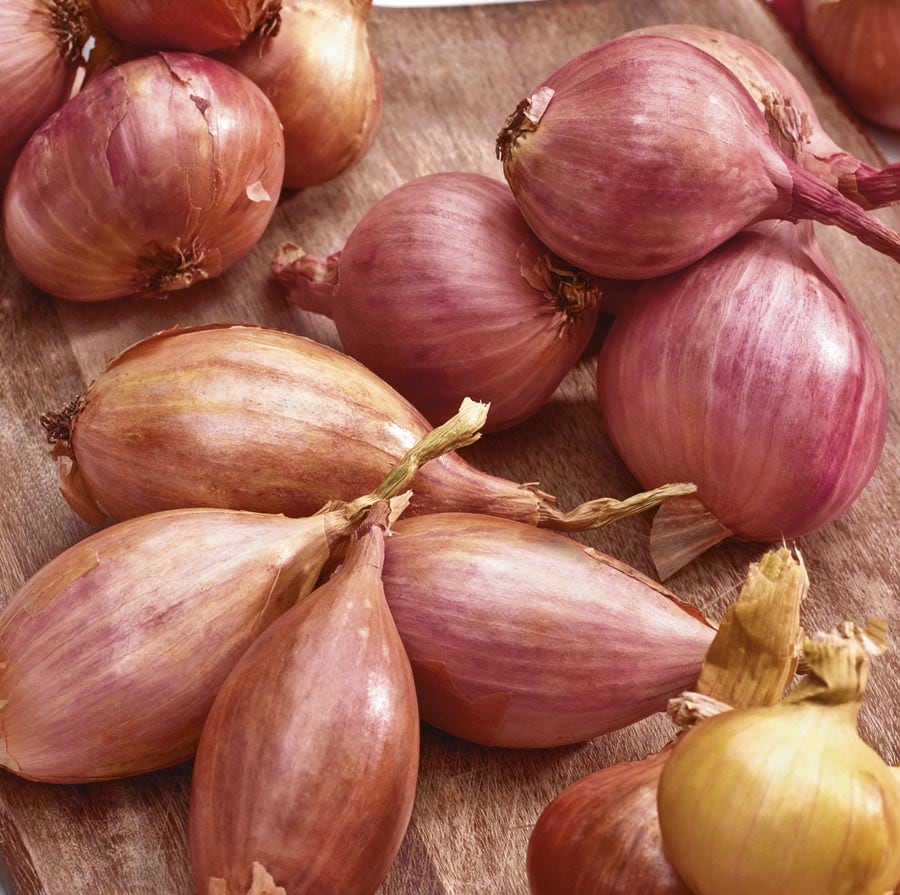 Red Shallots - Certified Organic - Fall Planting