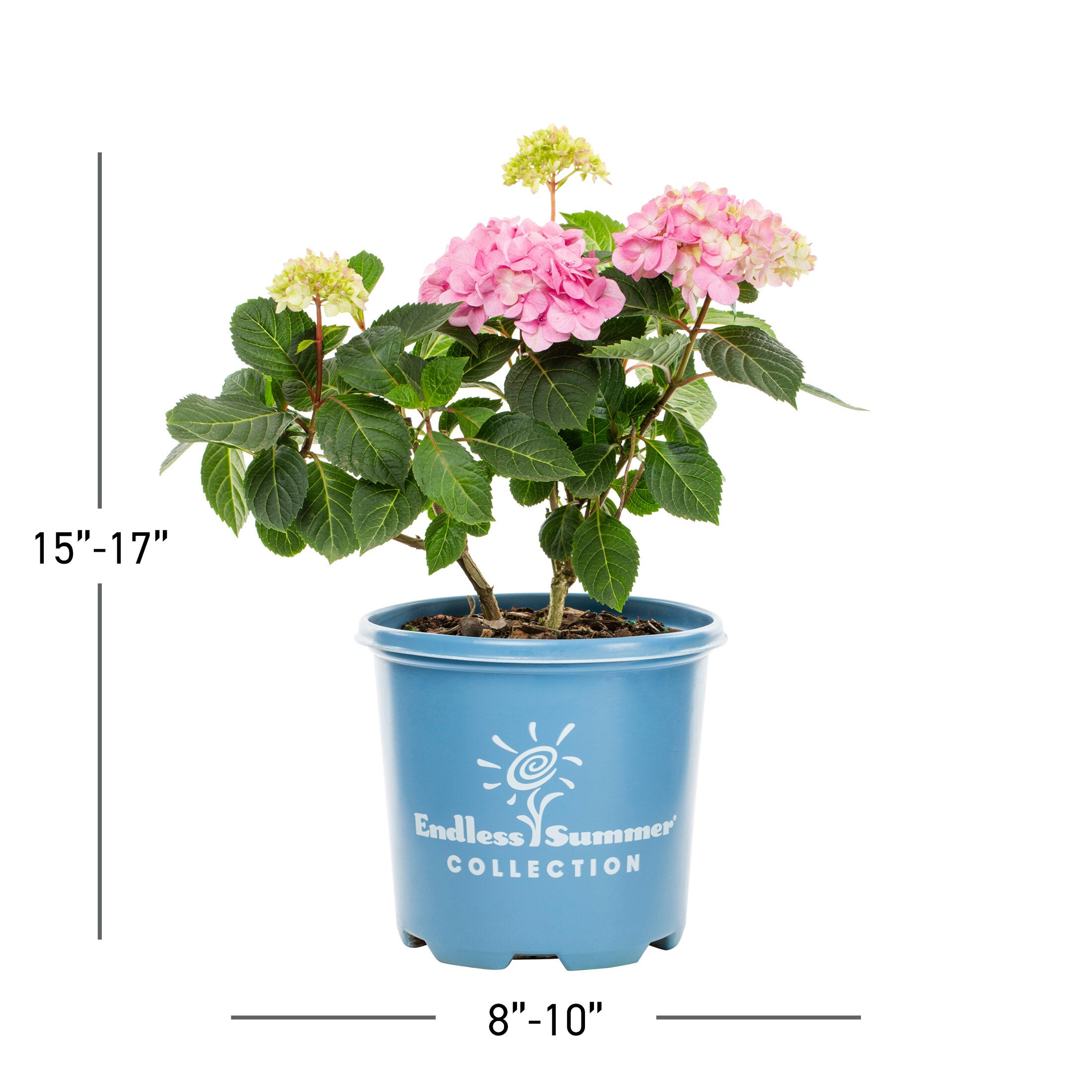 Metrolina Greenhouses 4086 shrubs - View #4