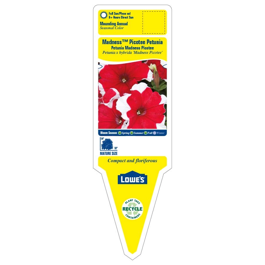 Lowe's NURSERY annuals - View #2