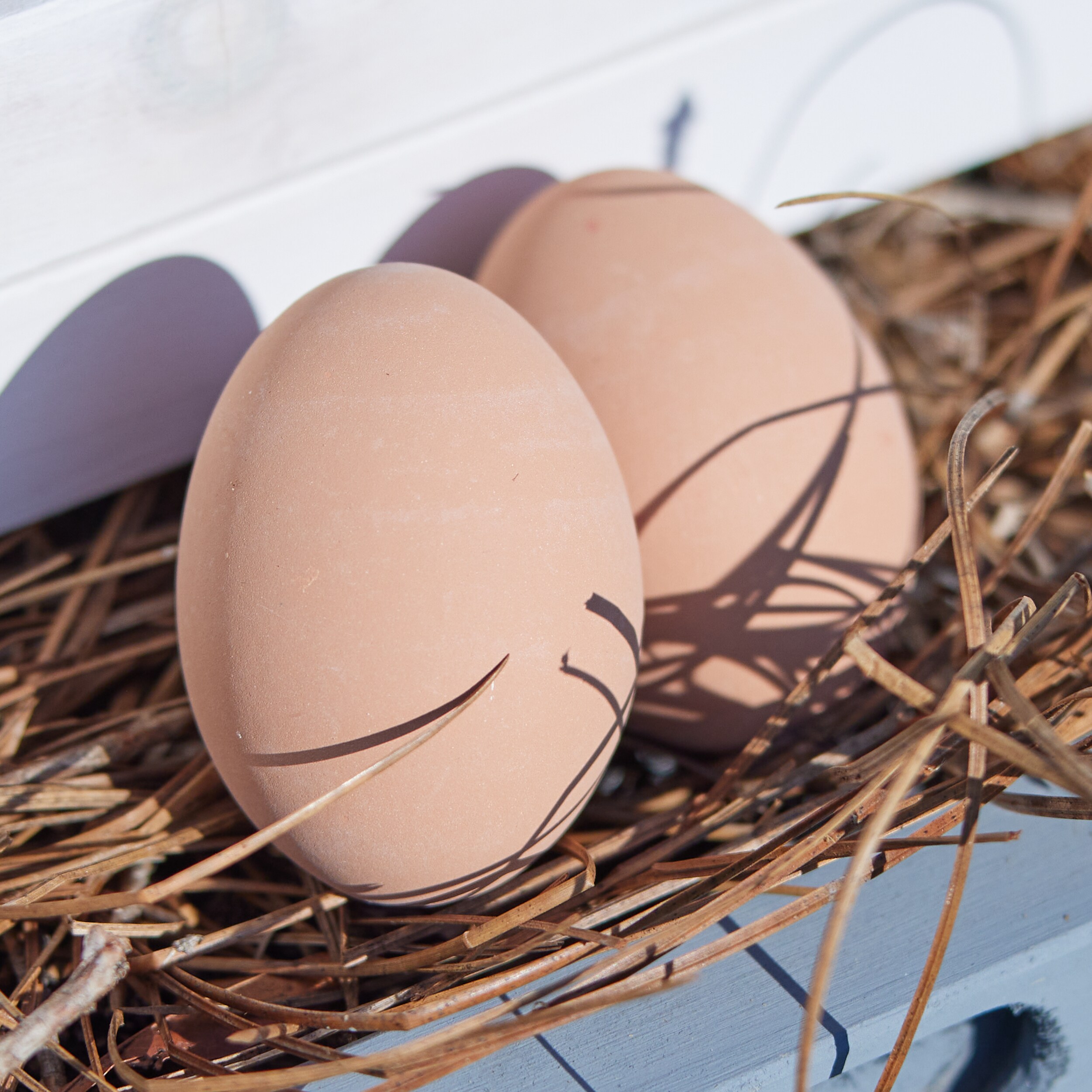 Pecking Order Egg-Carton Dozen Cardboard in the Food Storage Containers  department at