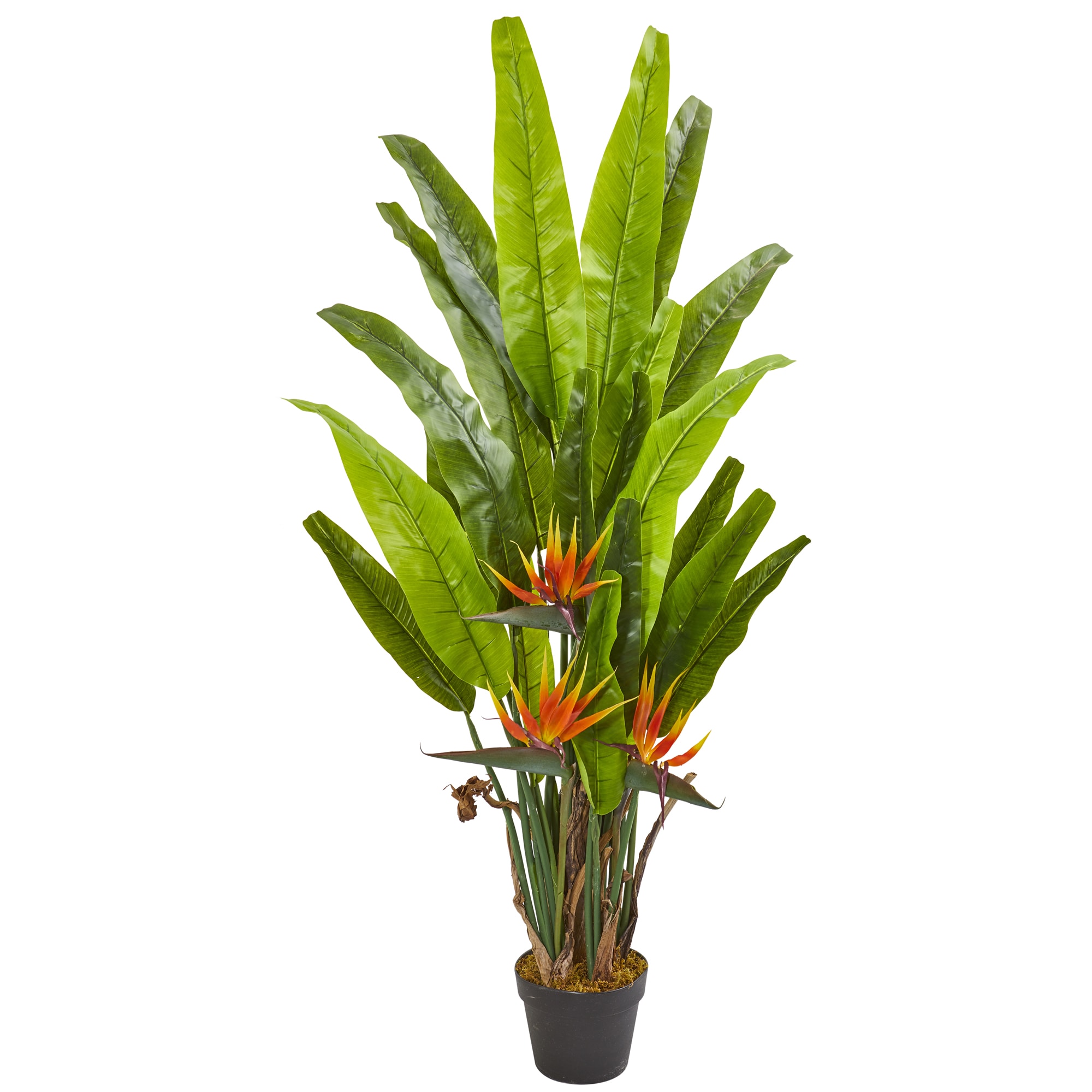 8 Ft Bird of Paradise + Free Cleaner spray – California Silk Plants Company