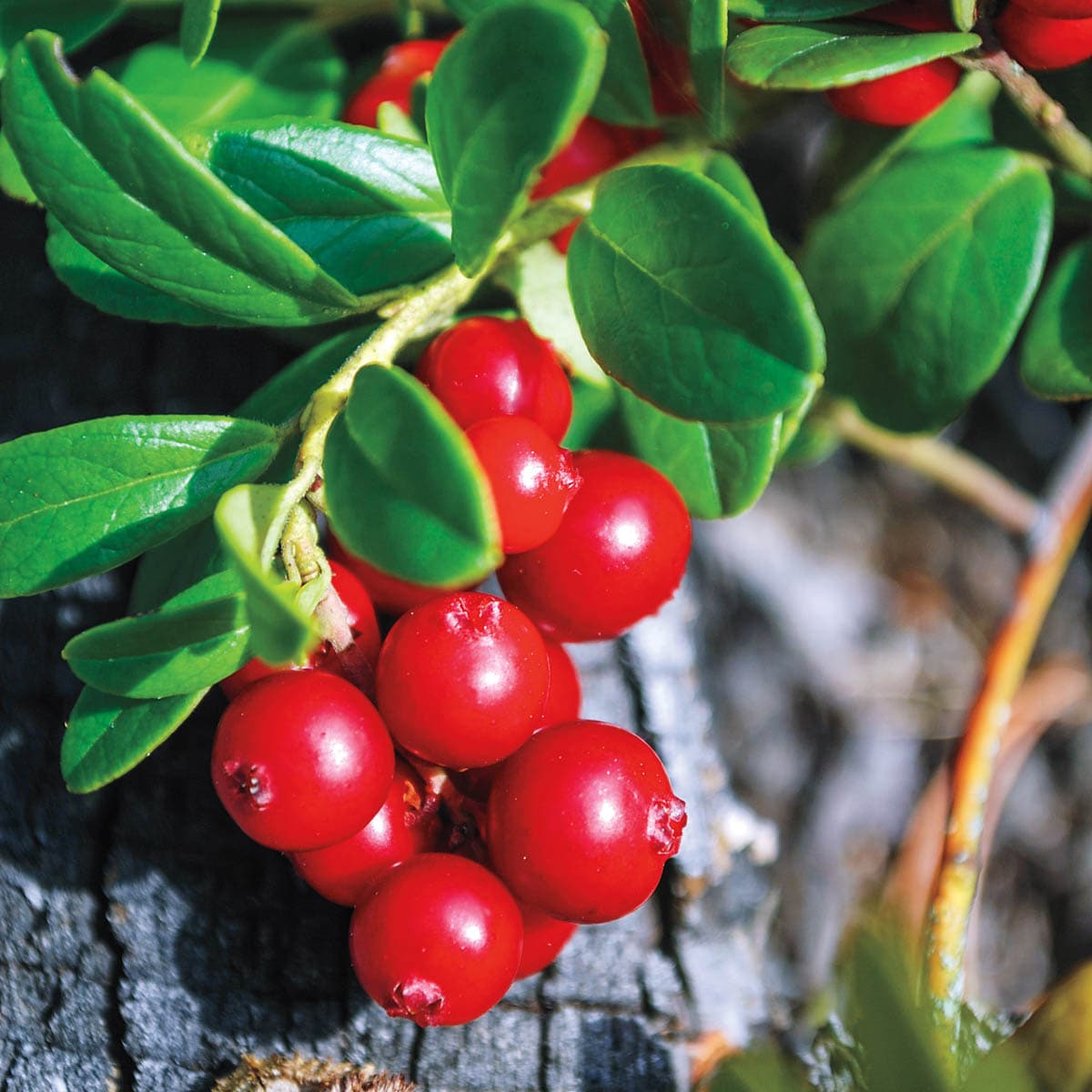 Gurney's Seed and Nursery 90787 1.0 -Pack Lingonberry Plant in Bareroot Spring