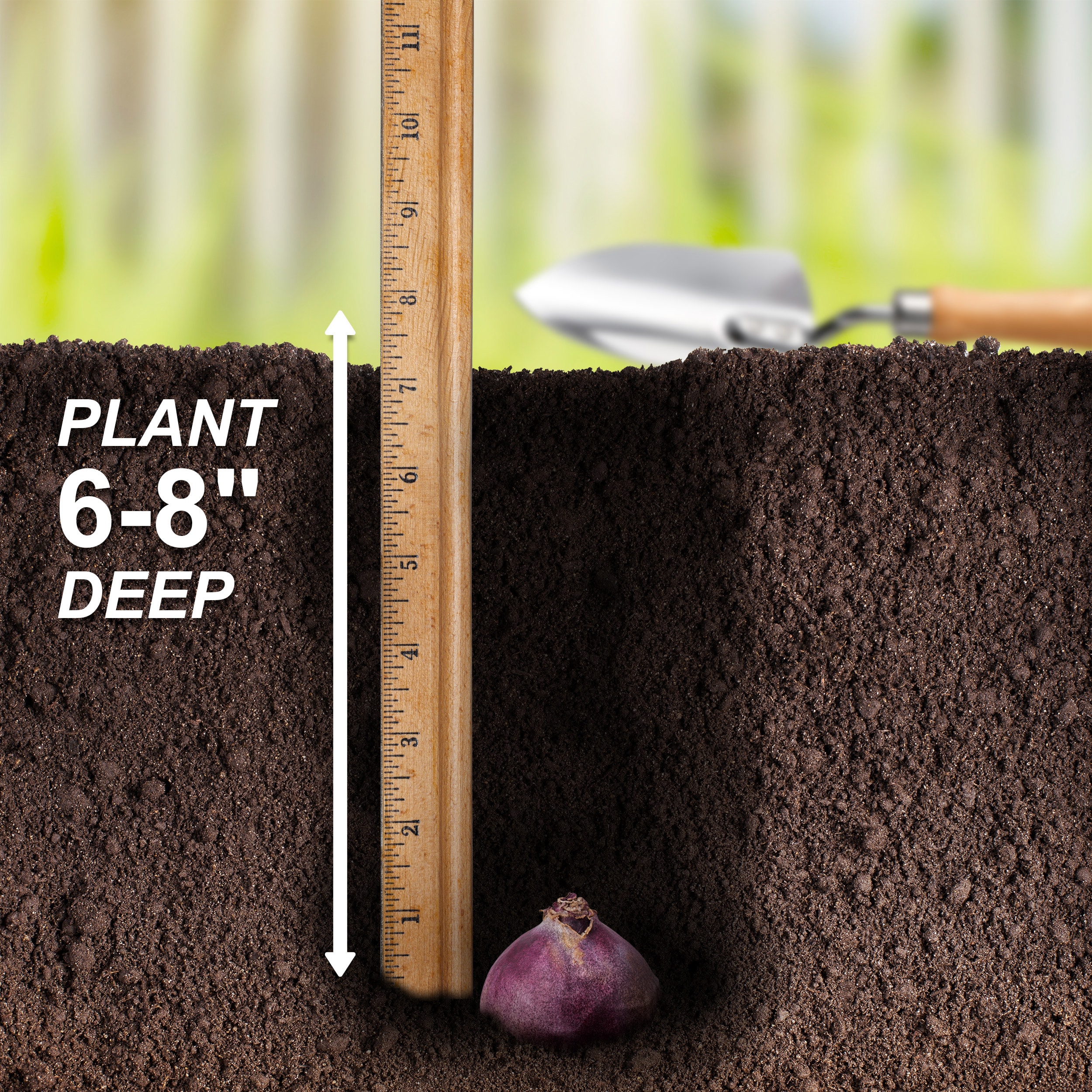 Garden State Bulb ECF-15-25 Plant-Bulbs - View #5