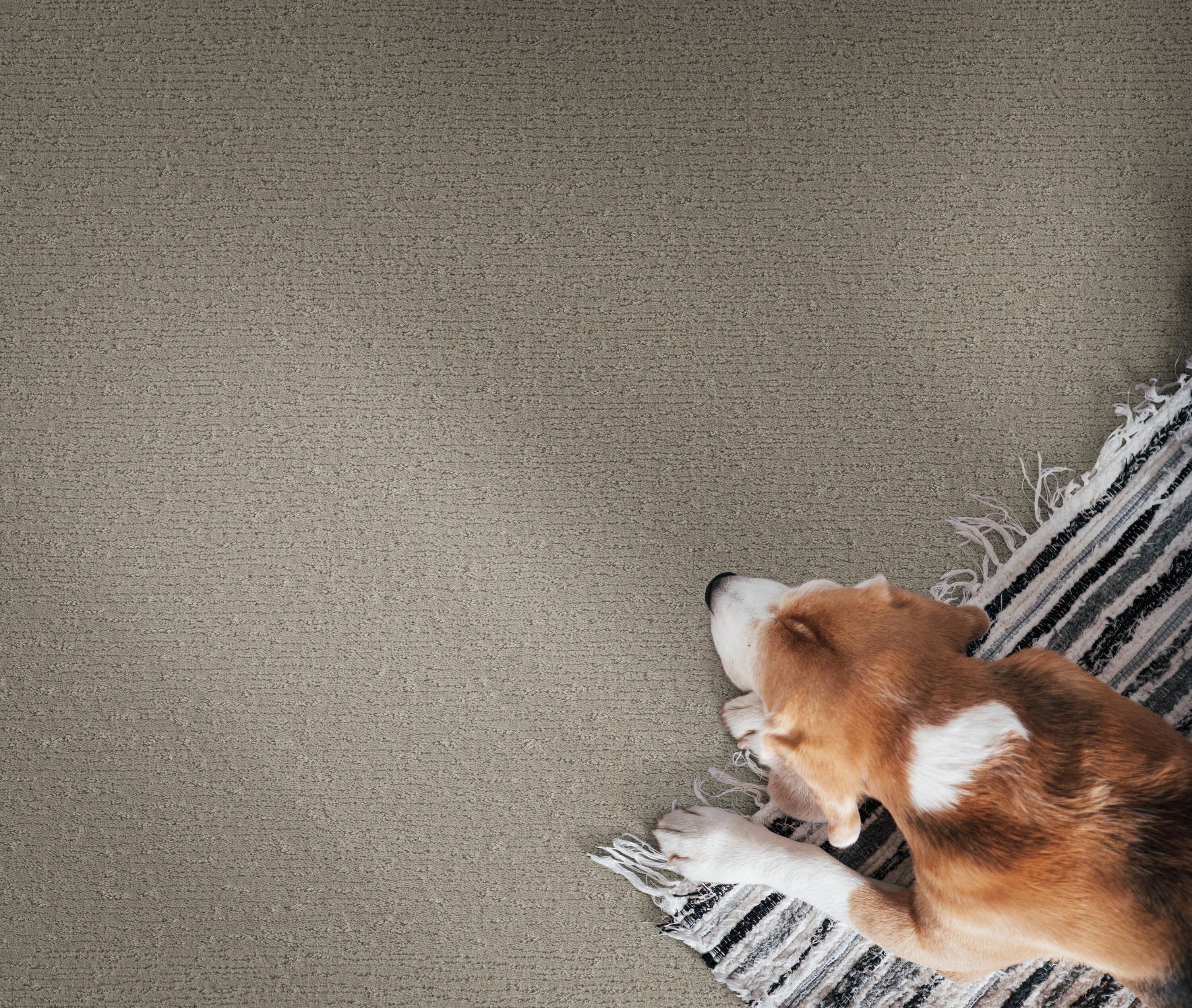 STAINMASTER PetProtect 7L90200551 Carpet-Panel - View #3