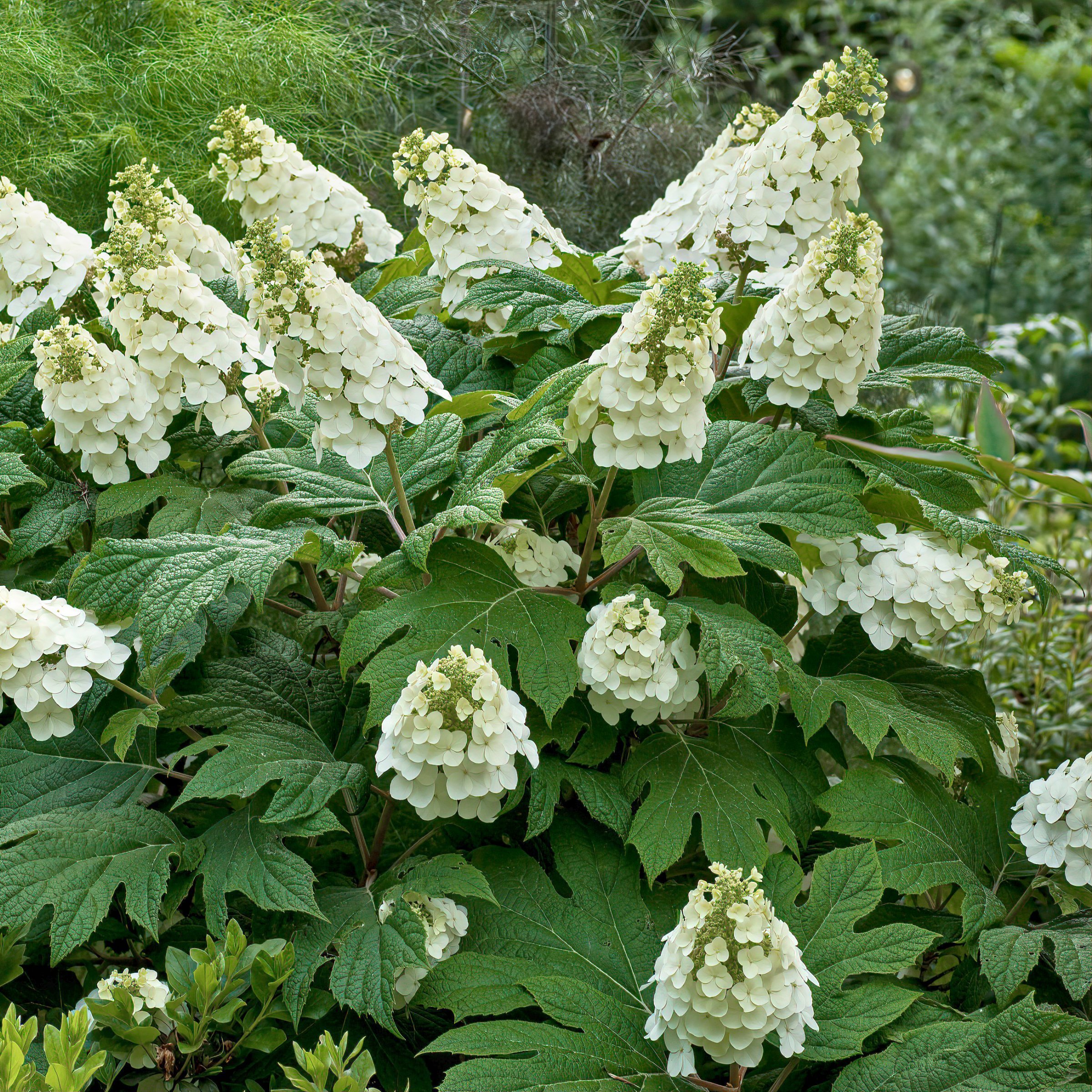 National Plant Network LW2763 shrubs - View #6
