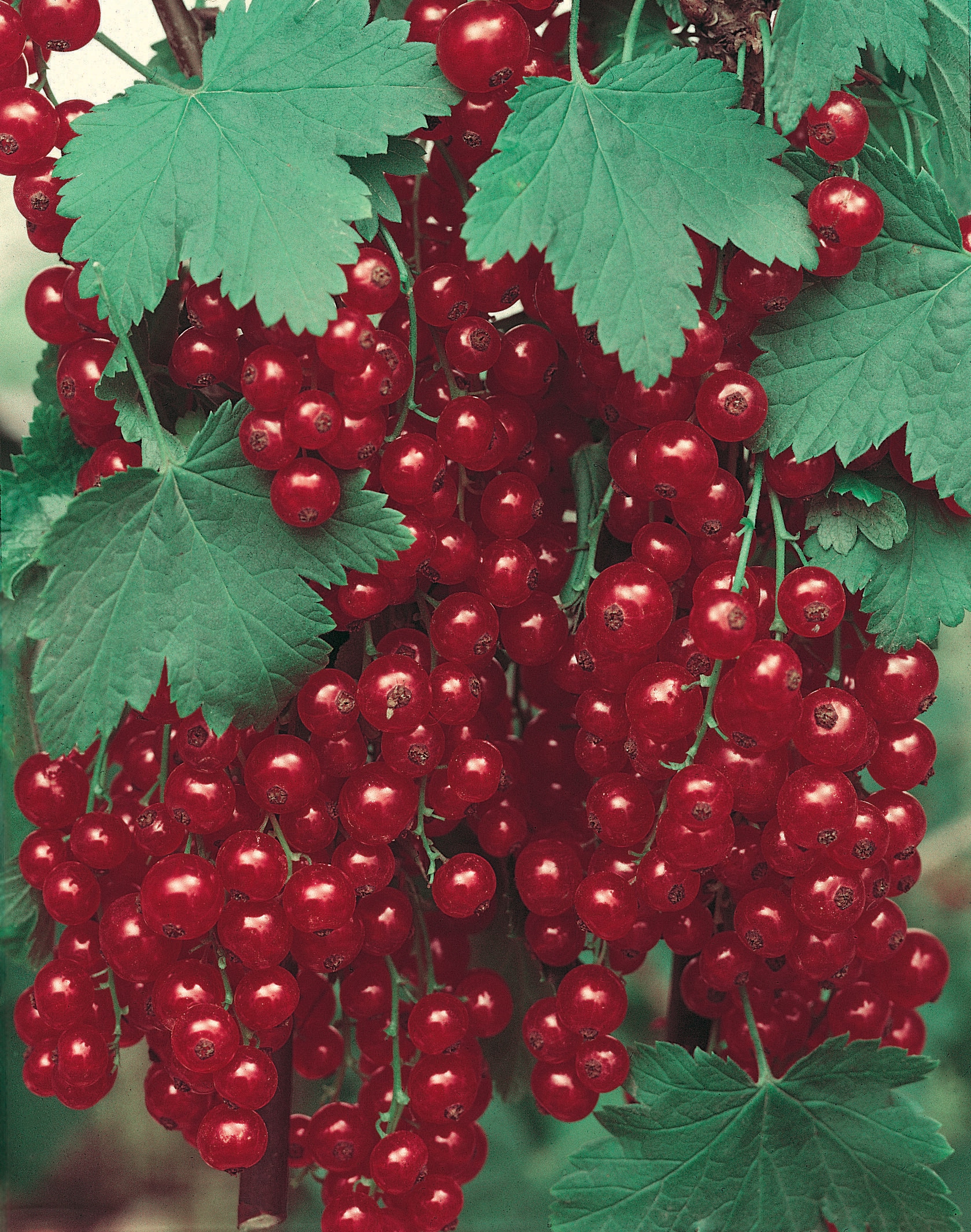 Windmill CF-1300-SPL Fruit-Plants - View #4