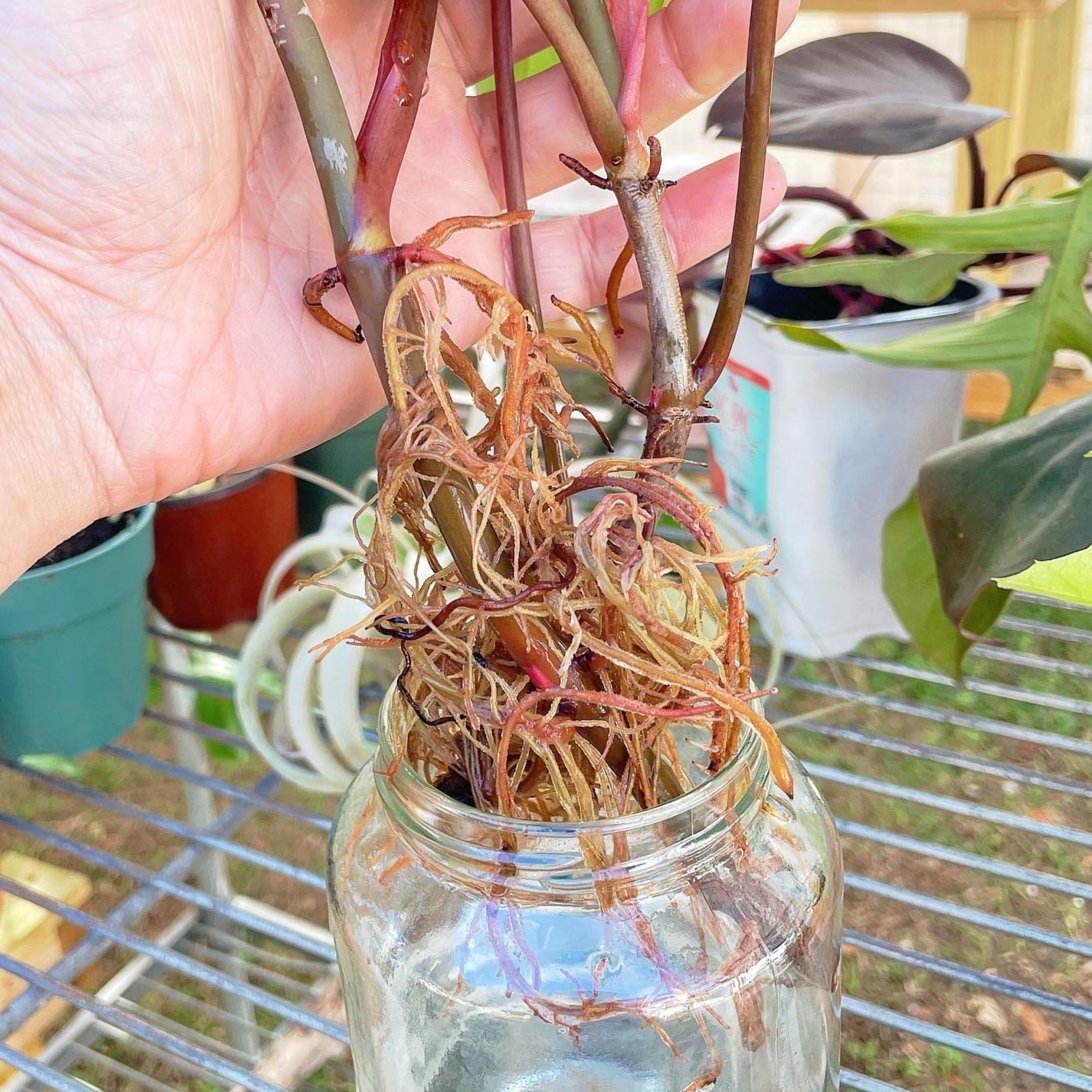 Market Botany 51295 plantcare - View #2