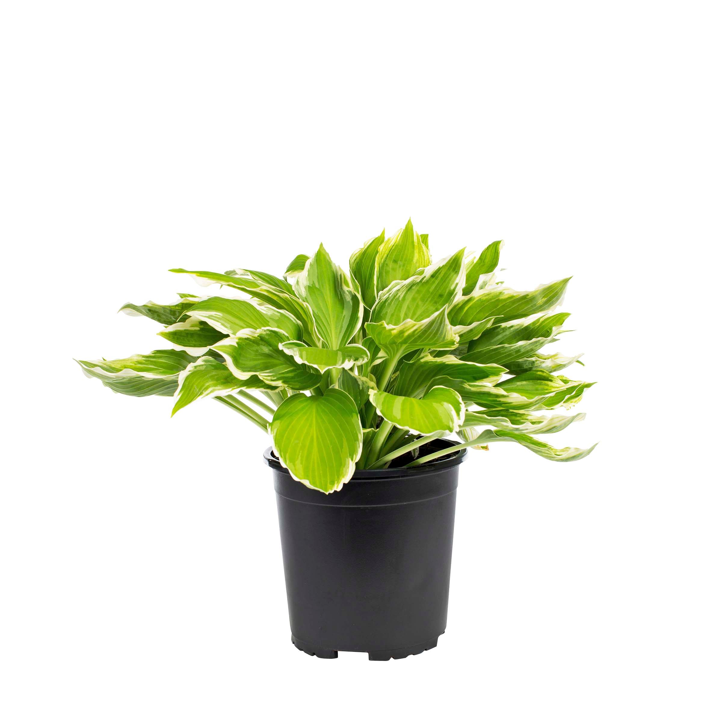 Lowe's White Plantain Lily in 2.5-Quart Pot at Lowes.com