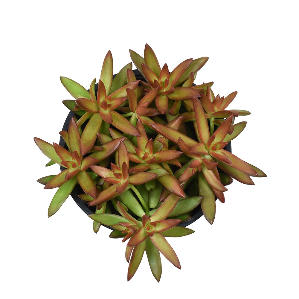 Altman Plants 0880077 Cacti-Succulents - View #2