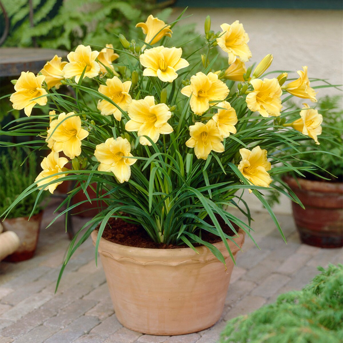 Van Zyverden 88360 Plant-Bulbs - View #3