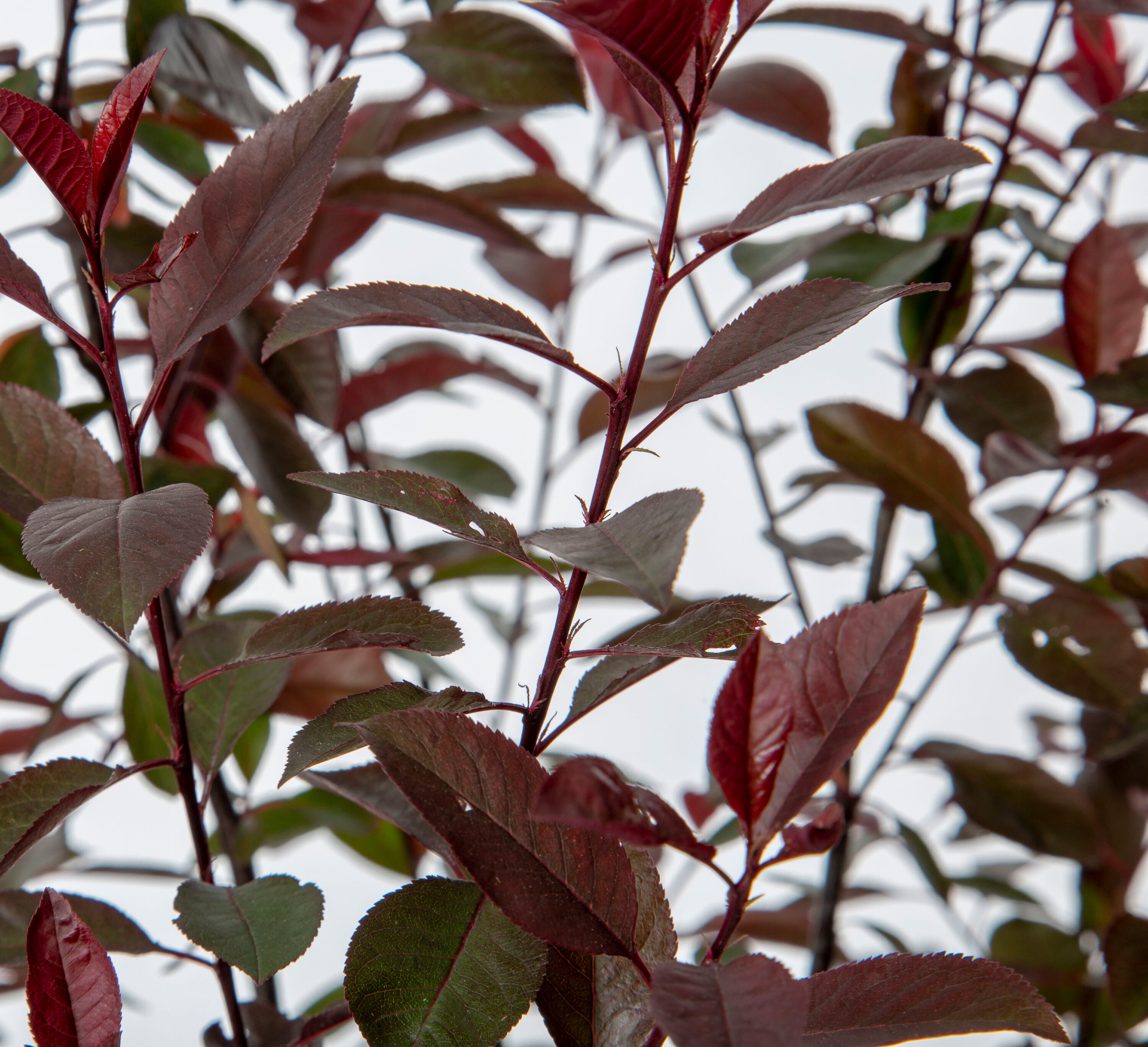 Lowe's NURSERY shrubs - View #4